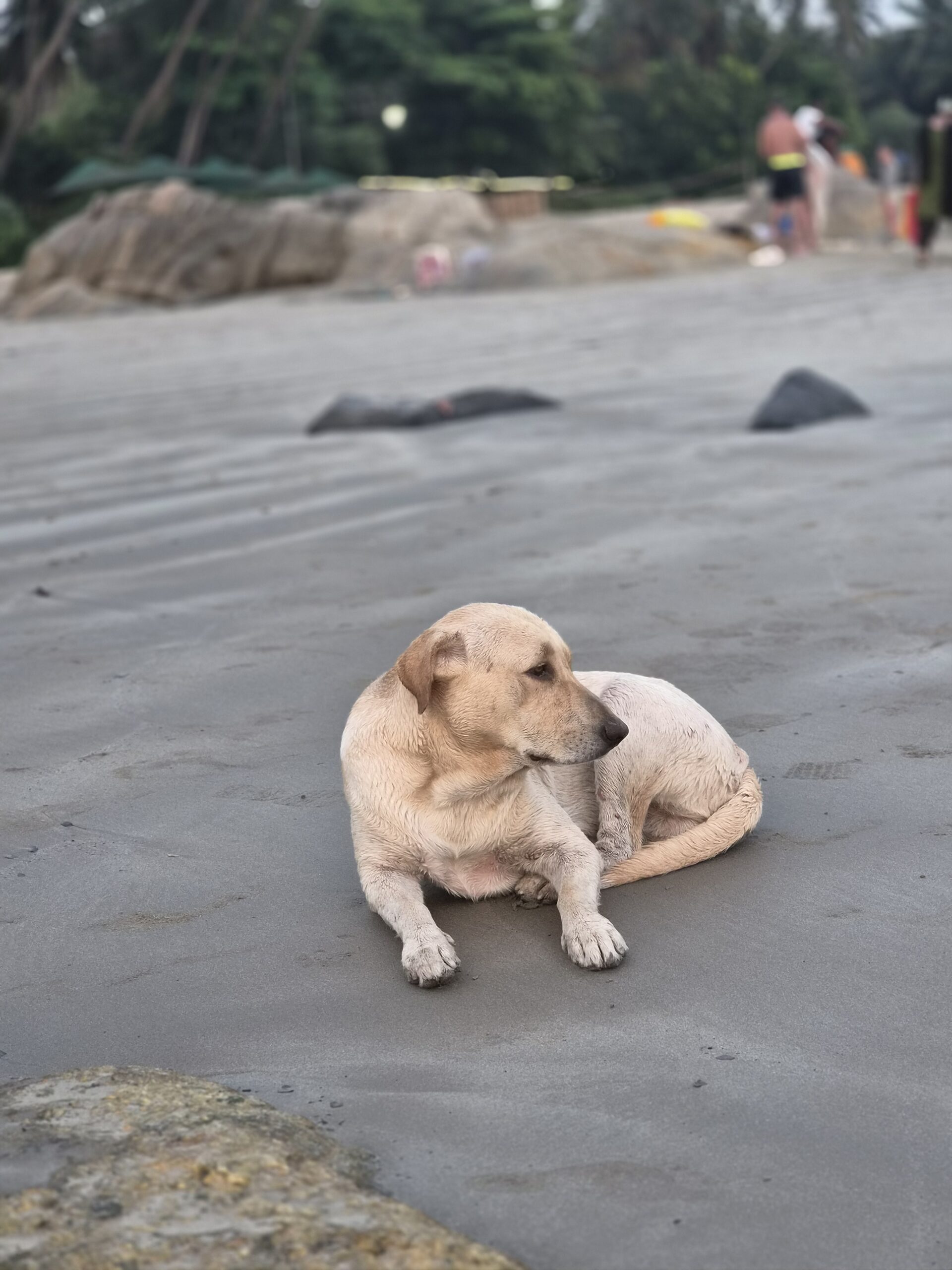 Photo of a dog on a beach, taken with the Samsung Galaxy S26.
