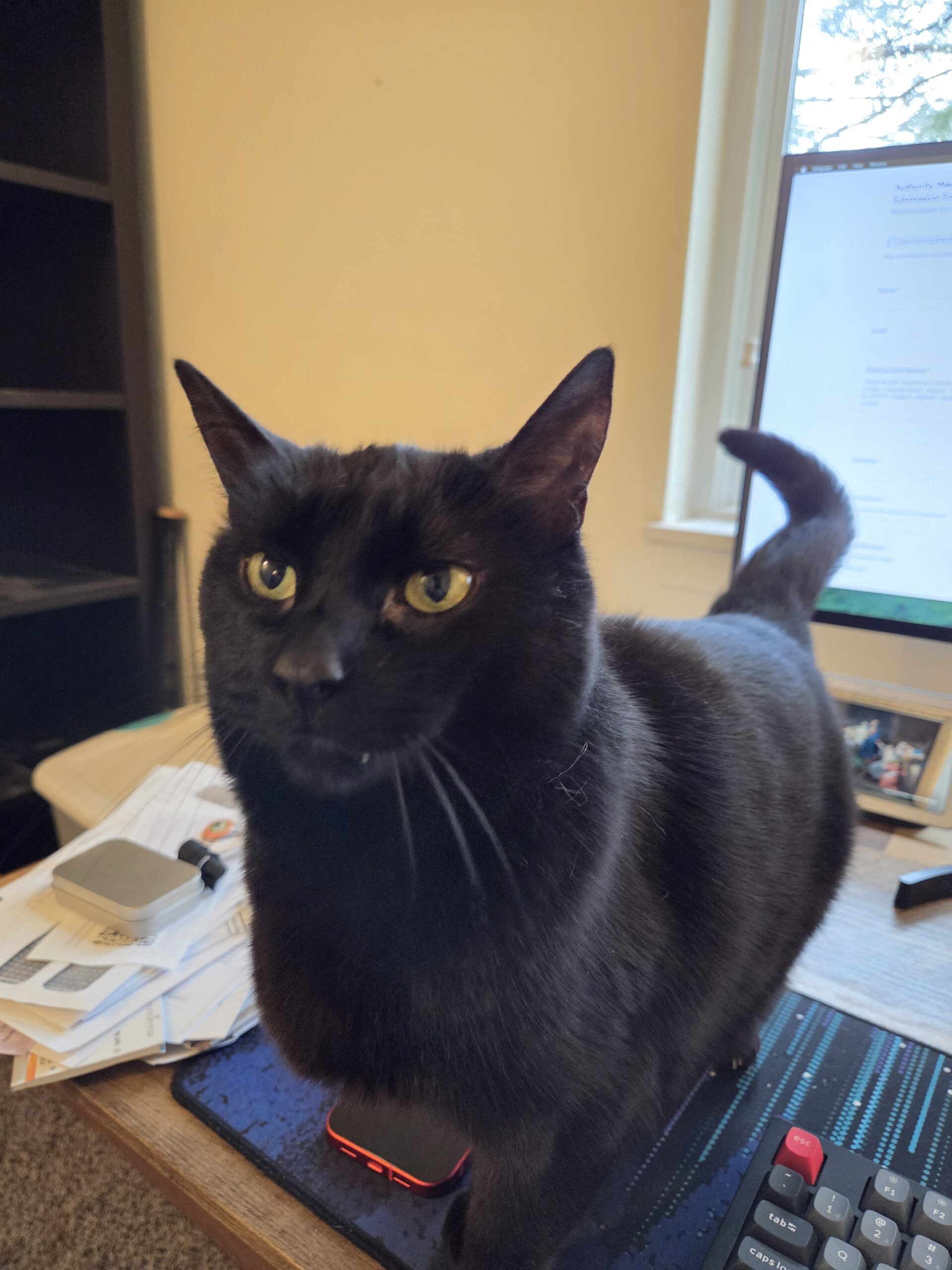 Photo of a black cat, taken with the Samsung Galaxy S26.