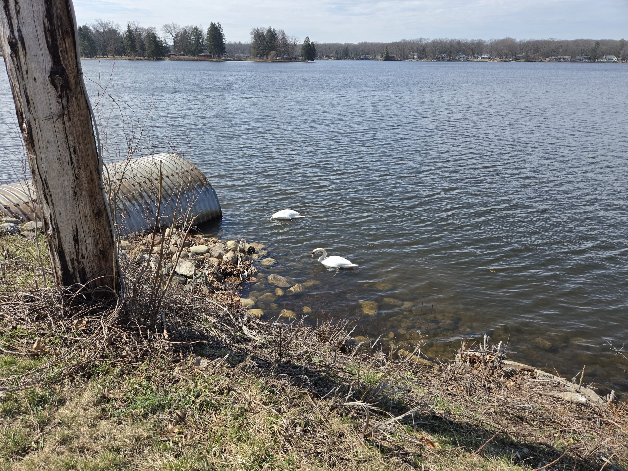 Photo of a swan in a lake, taken with the Samsung Galaxy S26.