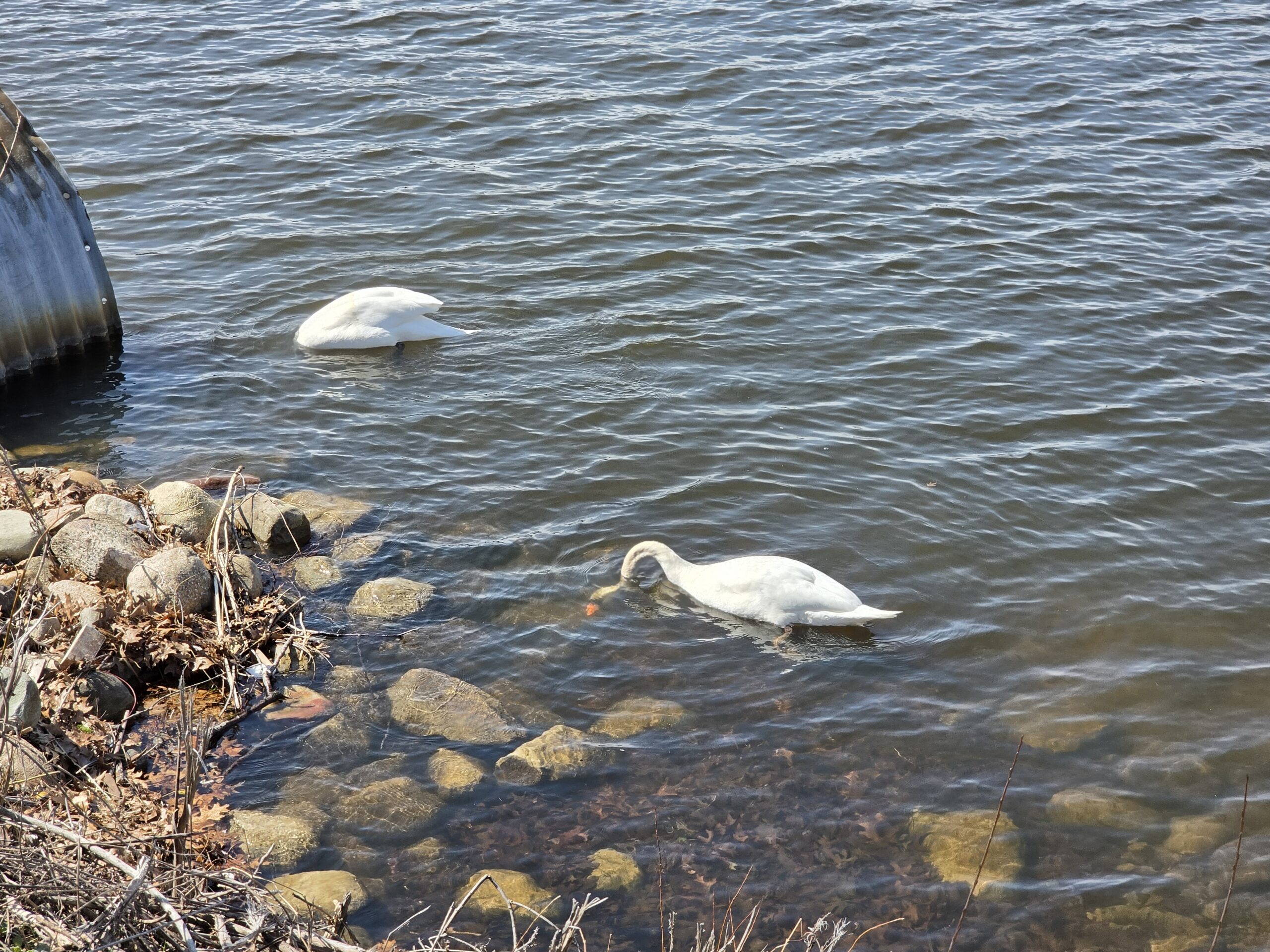 Photo of a swan in a lake, taken with the Samsung Galaxy S26.