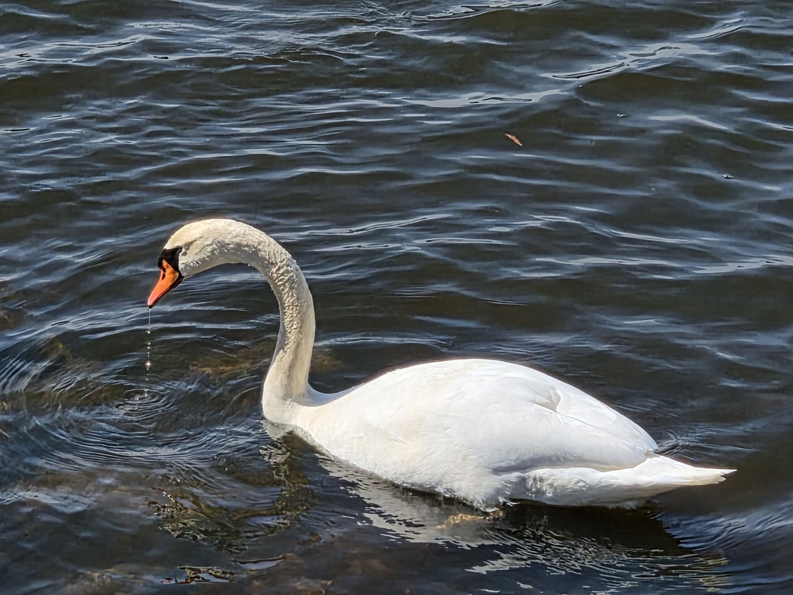 Photo of a swan in a lake, taken with the Samsung Galaxy S26.