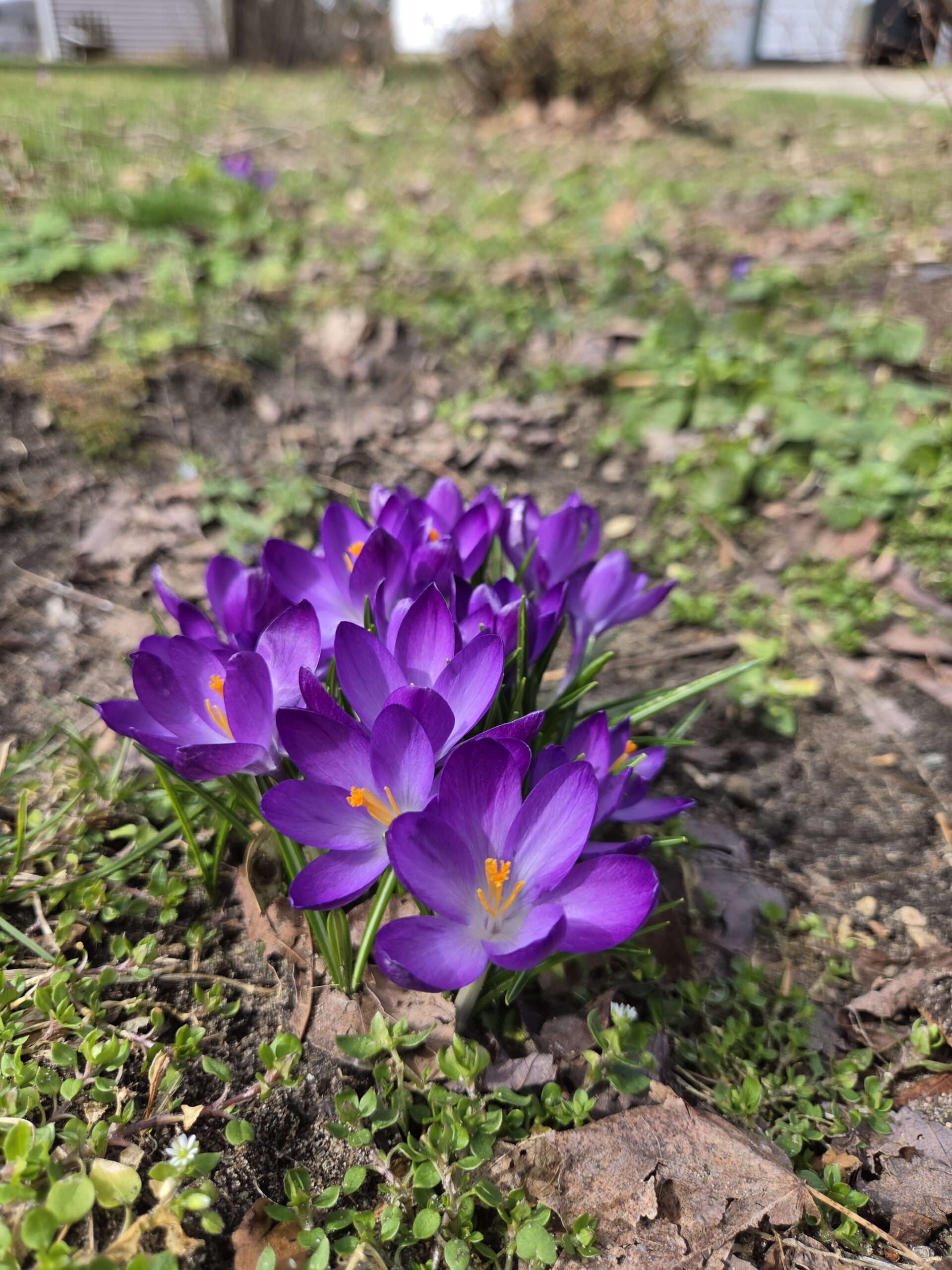 Photo of purple flowers, taken with the Samsung Galaxy S26.