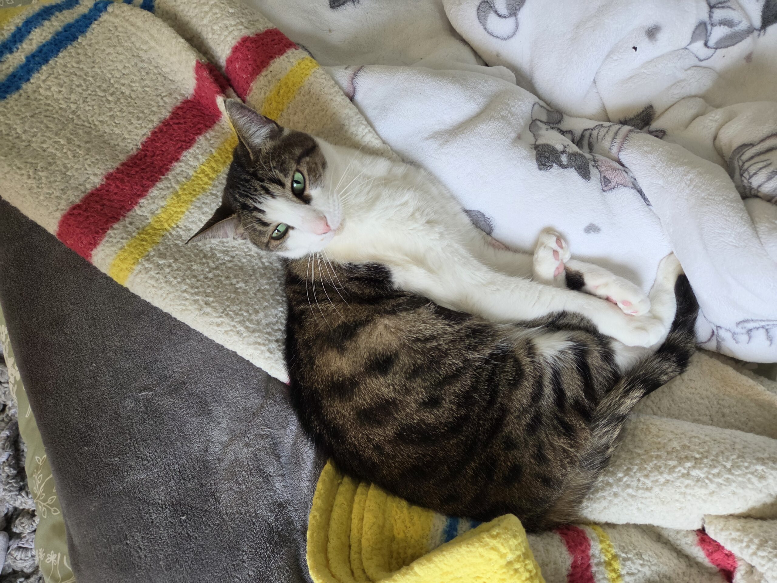Photo of a white cat laying on a bed with blankets, taken with the Samsung Galaxy S26.