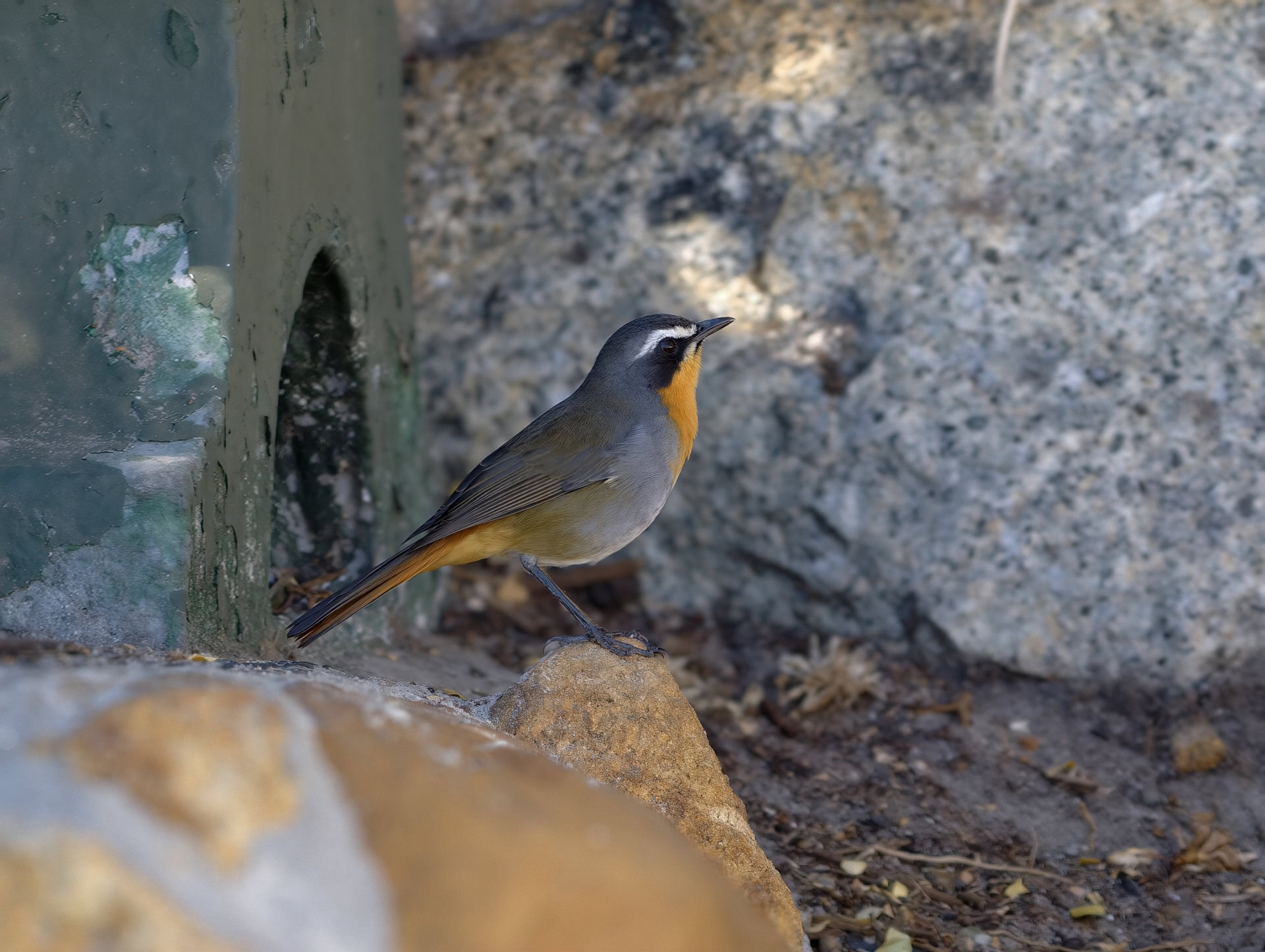 vivo X300 Pro bird 10x