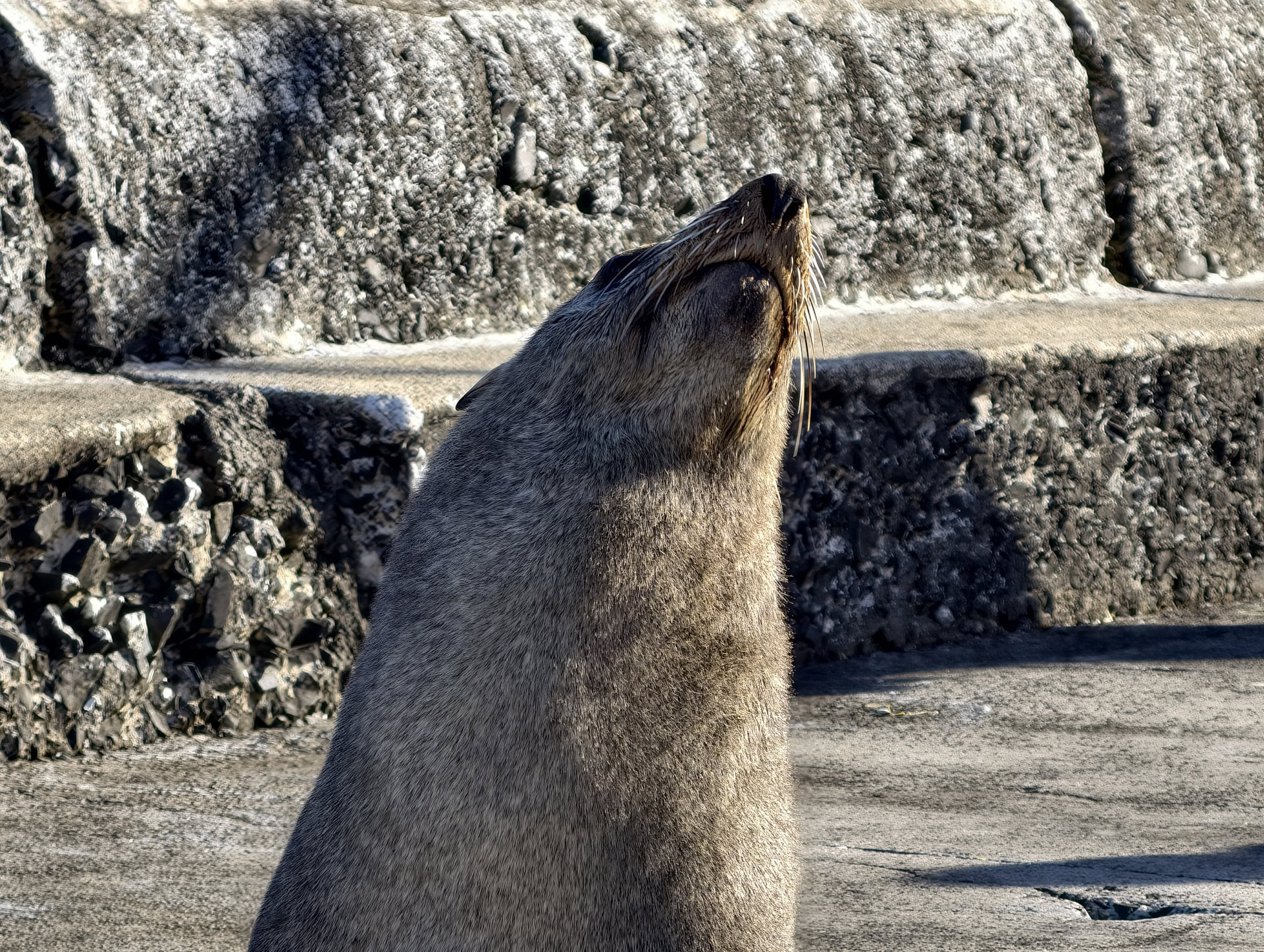 vivo X300 Pro harbor seal 10x