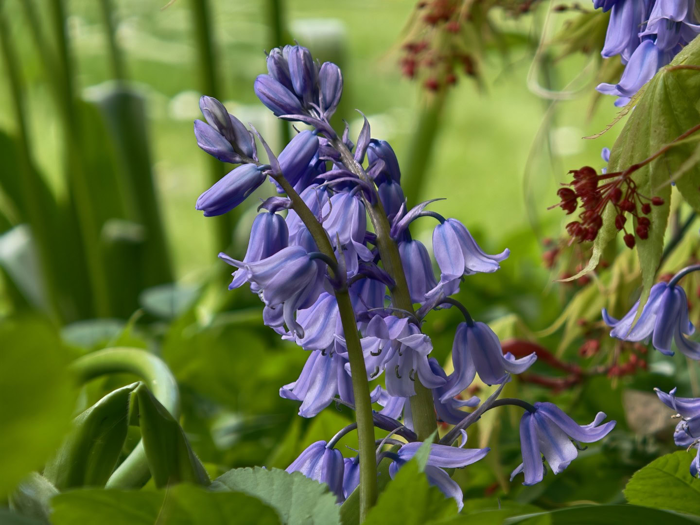 OPPO Find X9 Ultra camera sample flowers macro zoom