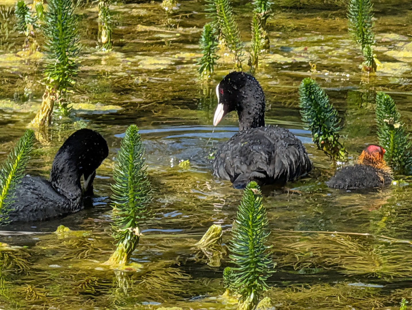 Pixel 10 Pro XL birds zoom 20x