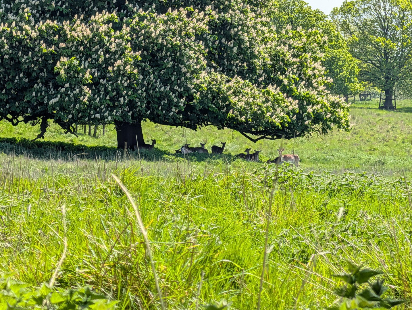 Pixel 10 Pro XL deer 10x zoom