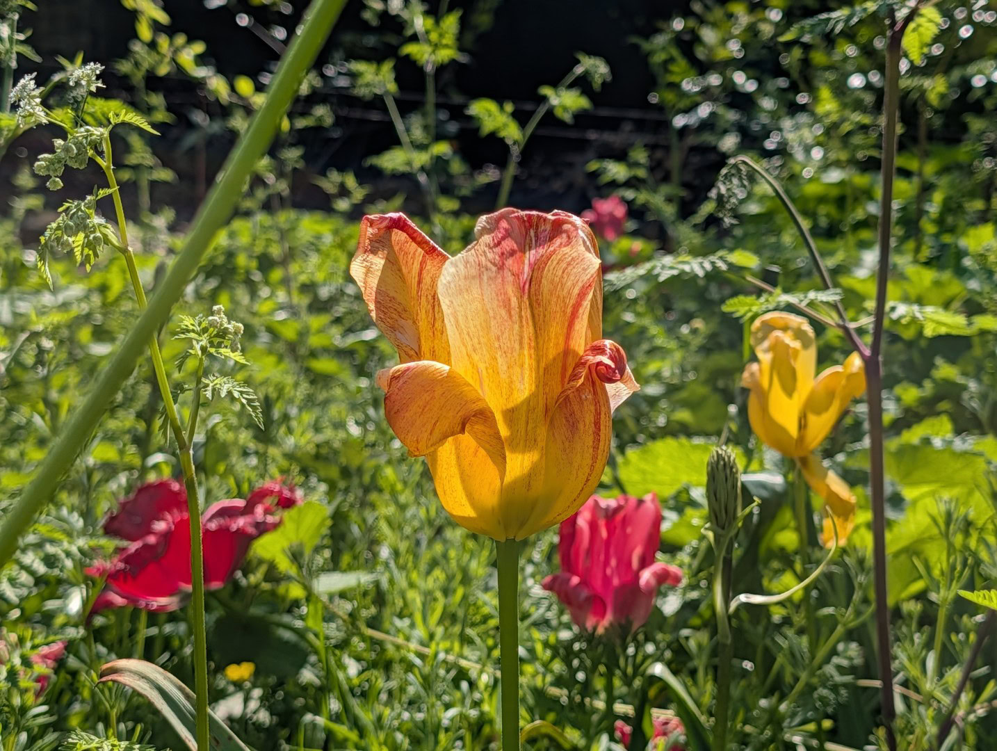Pixel 10 Pro XL flower colors