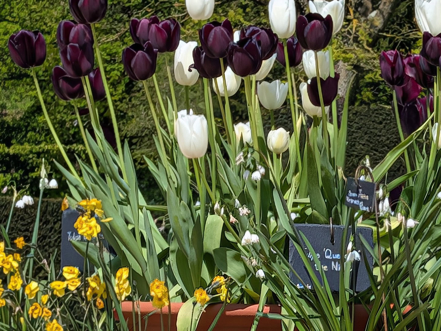 Pixel 10 Pro XL flowers 3x crop