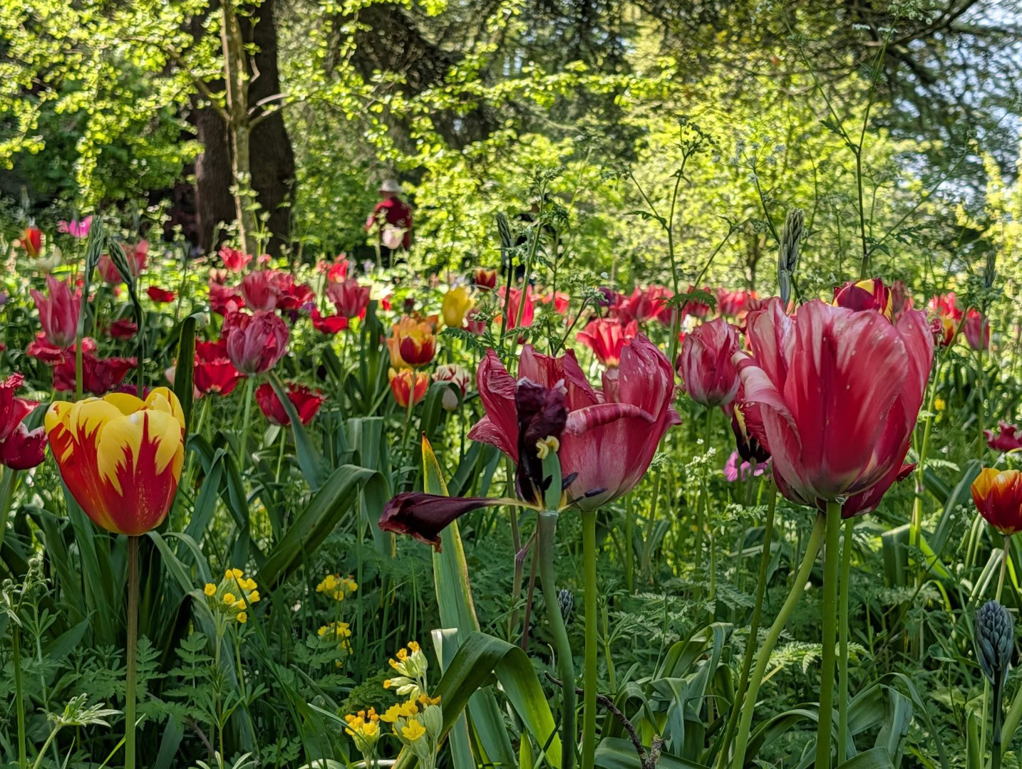 Pixel 10 Pro XL flowers color