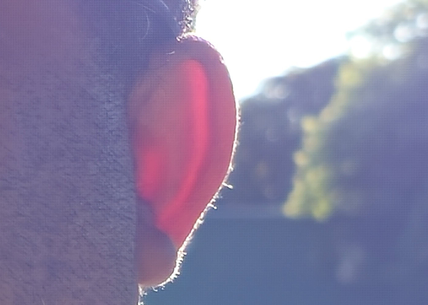 Samsung Galaxy S23 Ultra backlit photo 200MP grid crop