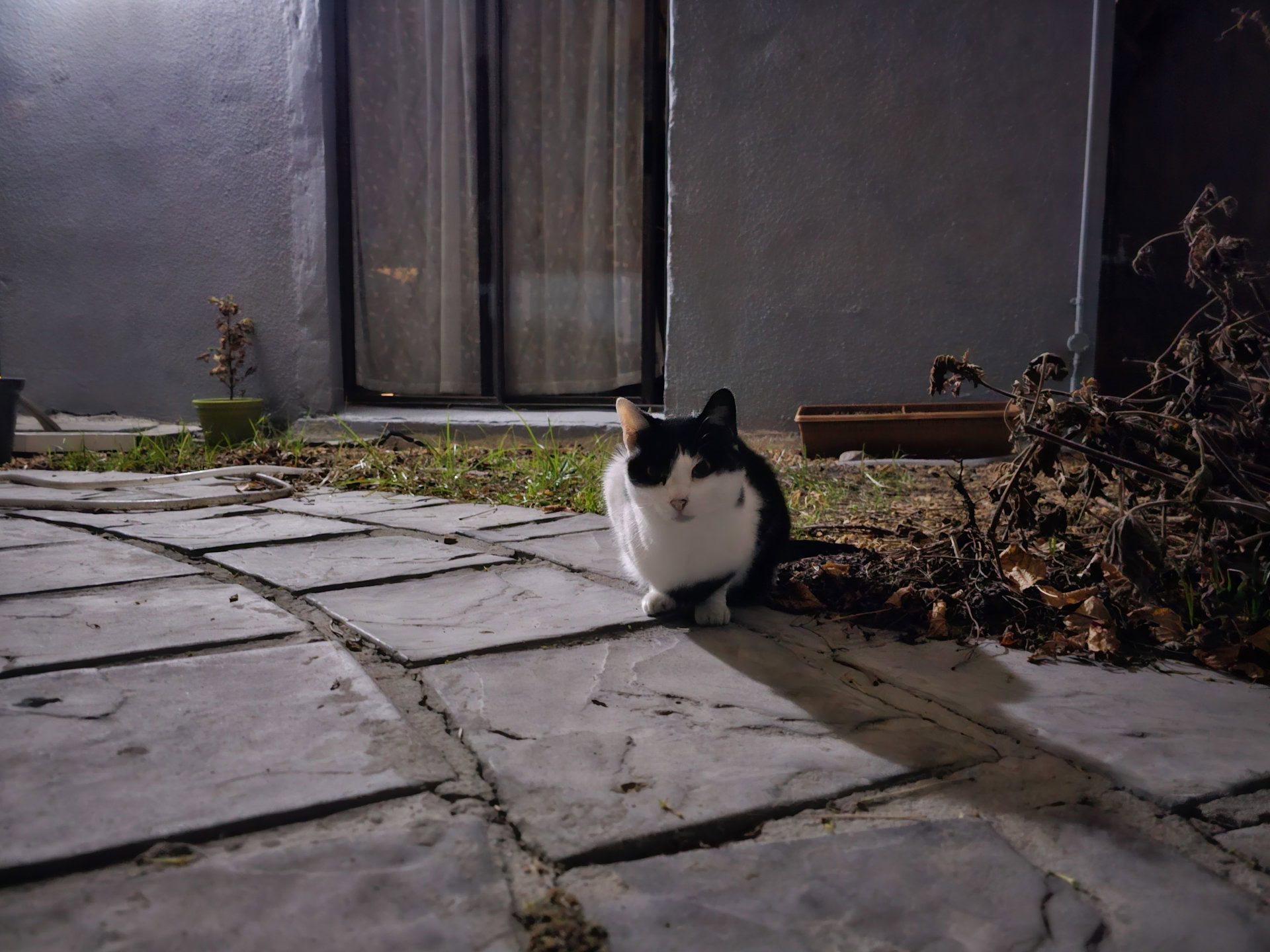 Samsung Galaxy S23 Ultra cat at night 12MP scaled