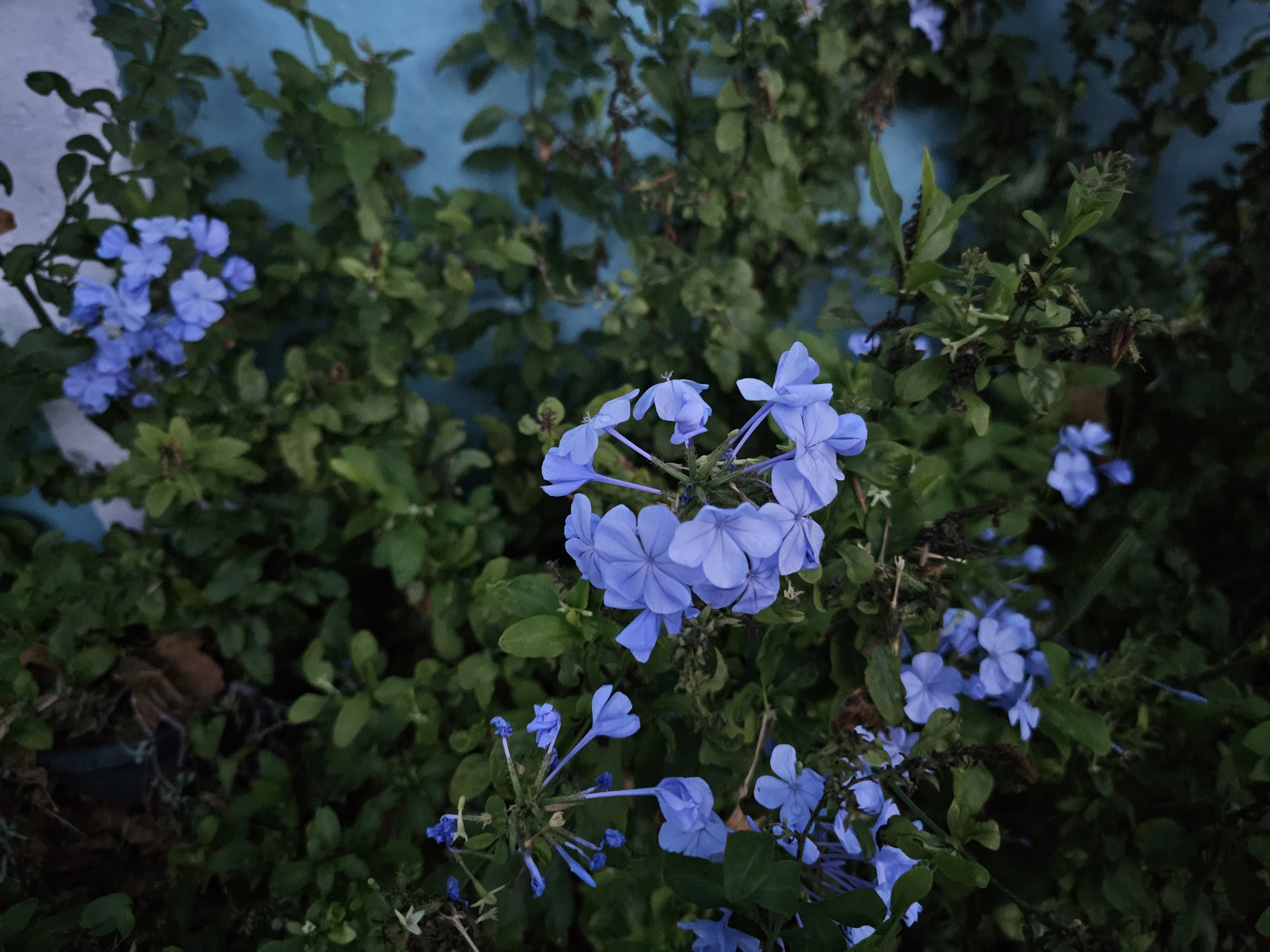 Samsung Galaxy S23 Ultra flowers in low light