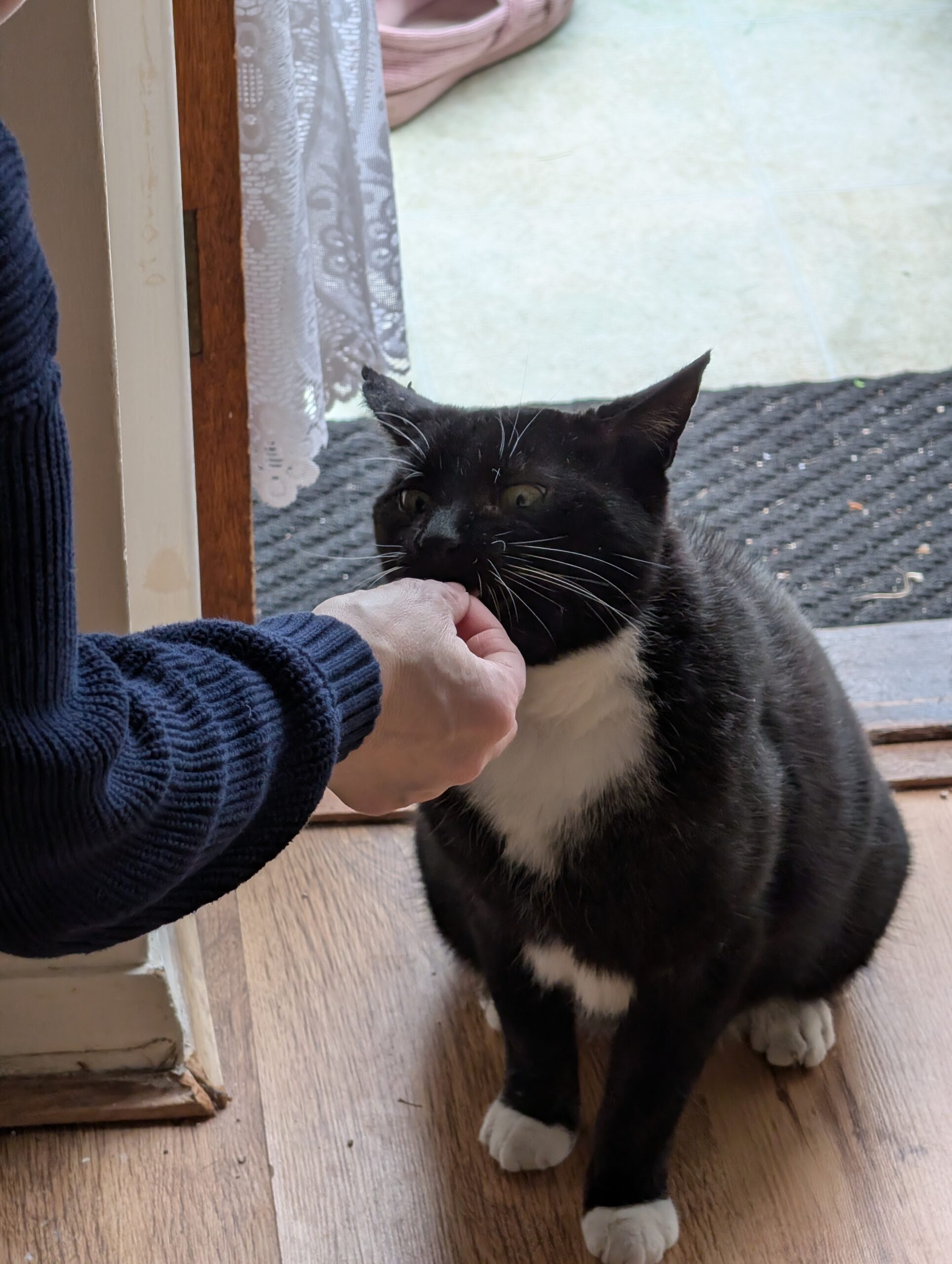 bandit kew denniss (1)