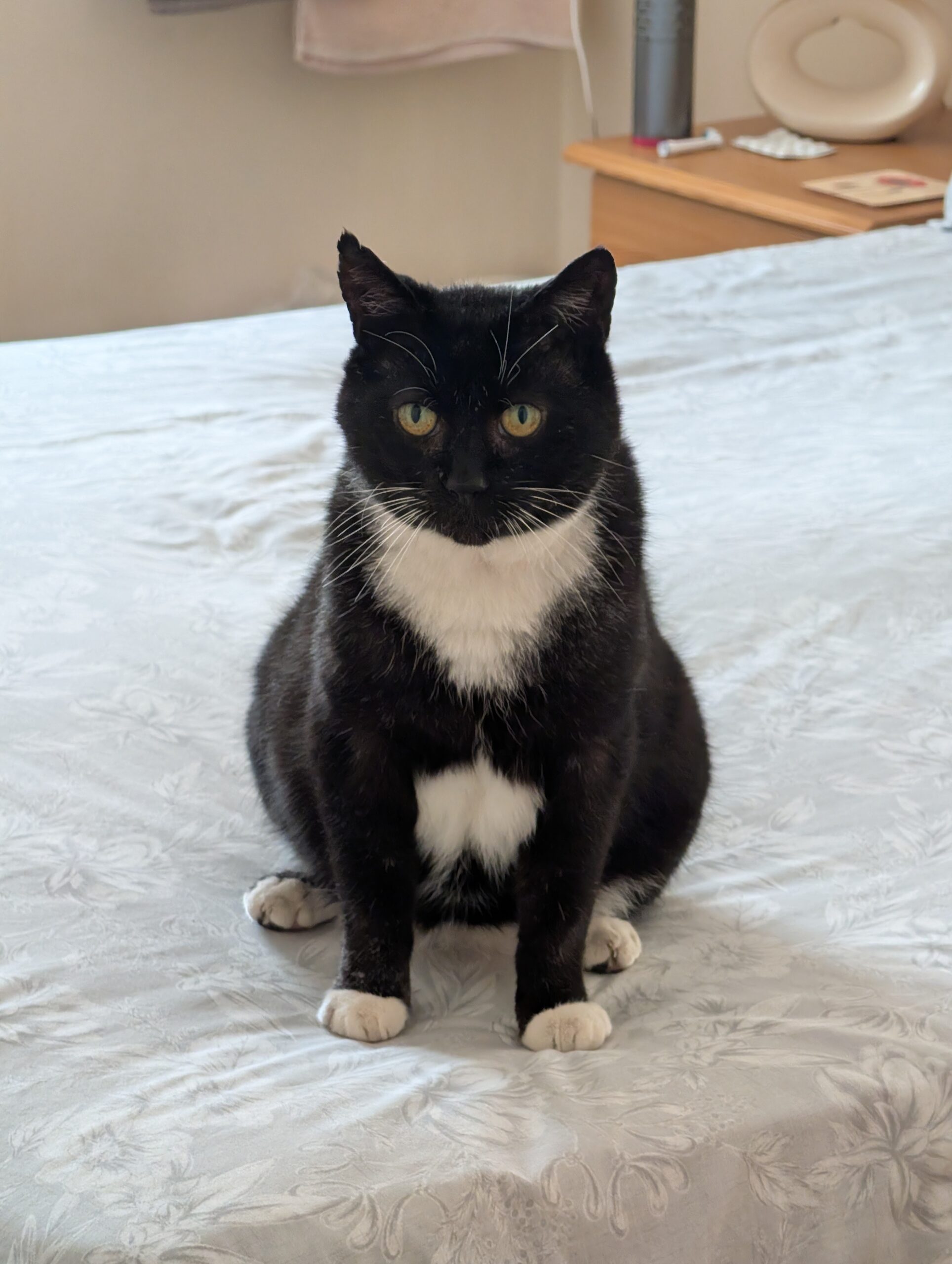 bandit kew denniss (2)