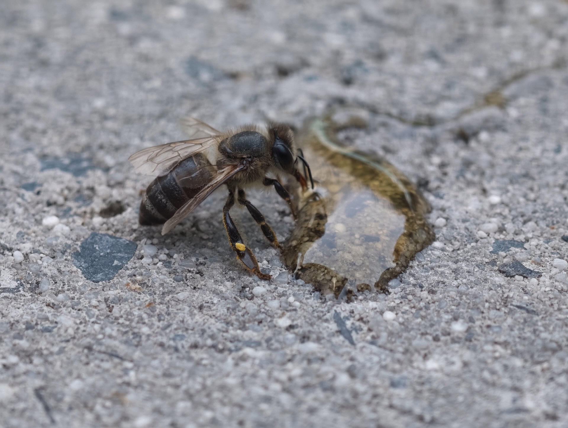 vivo X300 Ultra bee and honey 170mm scaled