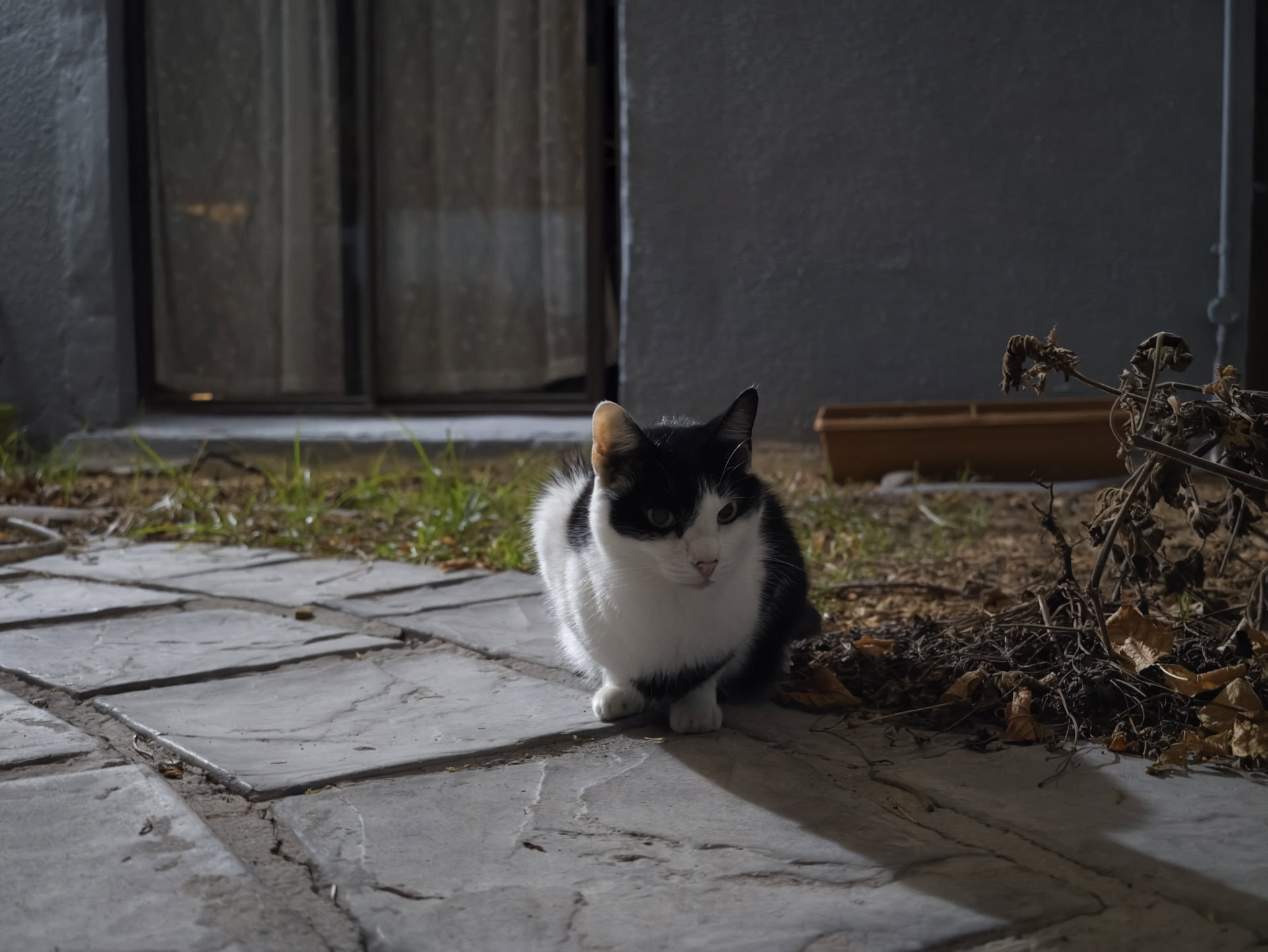 vivo X300 Ultra cat at night 12MP scaled