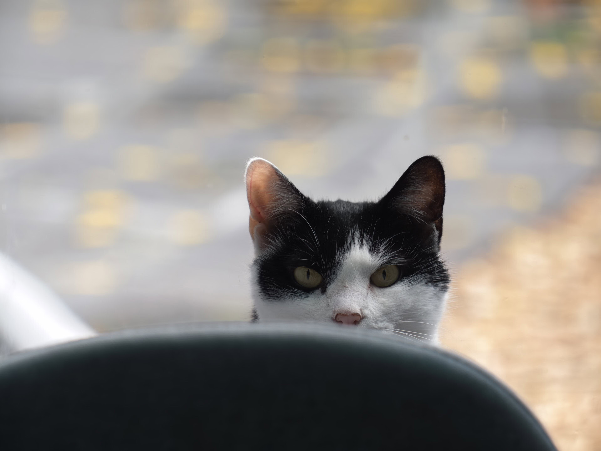 vivo X300 Ultra cat on chair 400mm