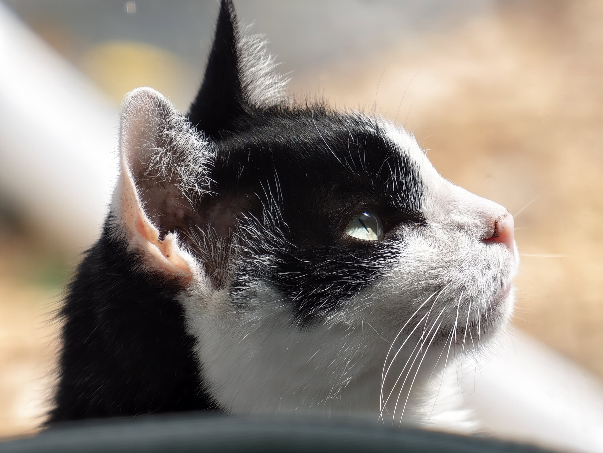 vivo X300 Ultra cat on chair 800mm