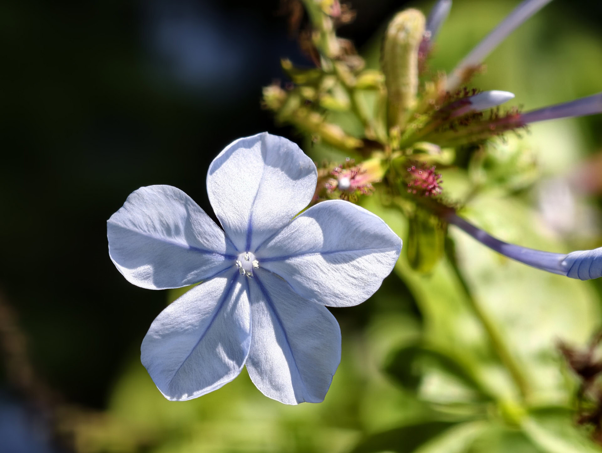 vivo X300 Ultra flowers 170mm scaled