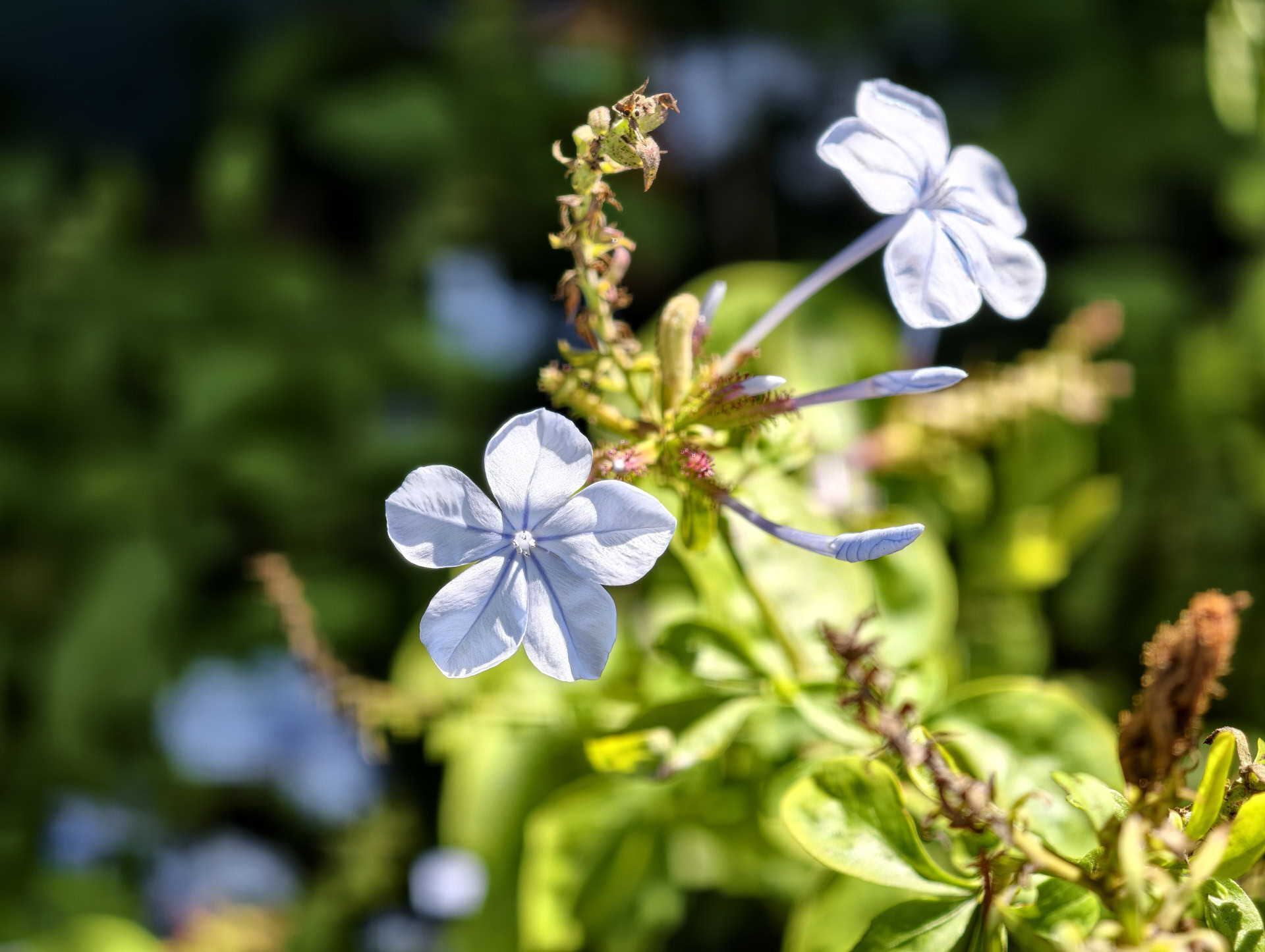 vivo X300 Ultra flowers 85mm scaled