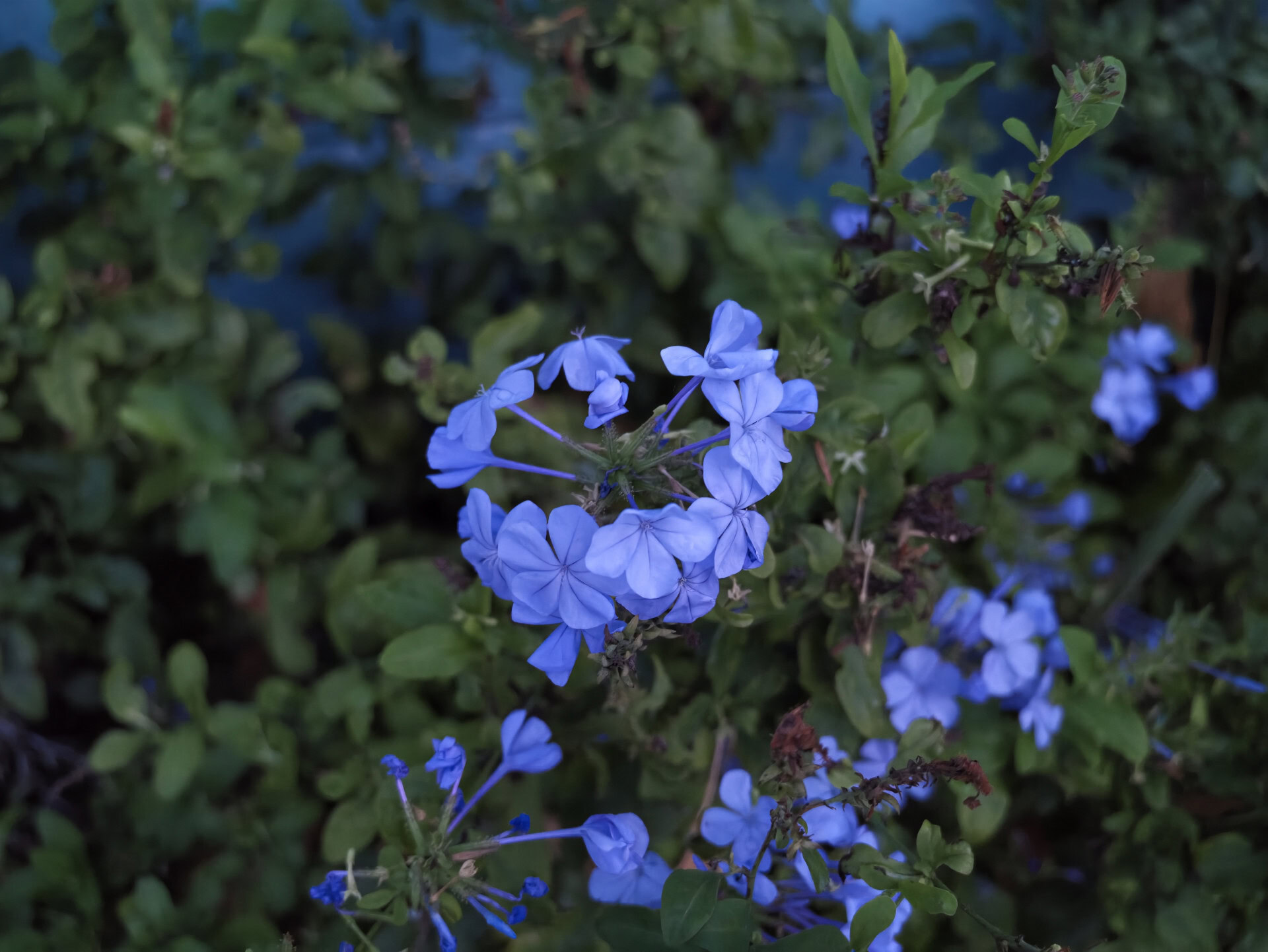 vivo X300 Ultra flowers in low light