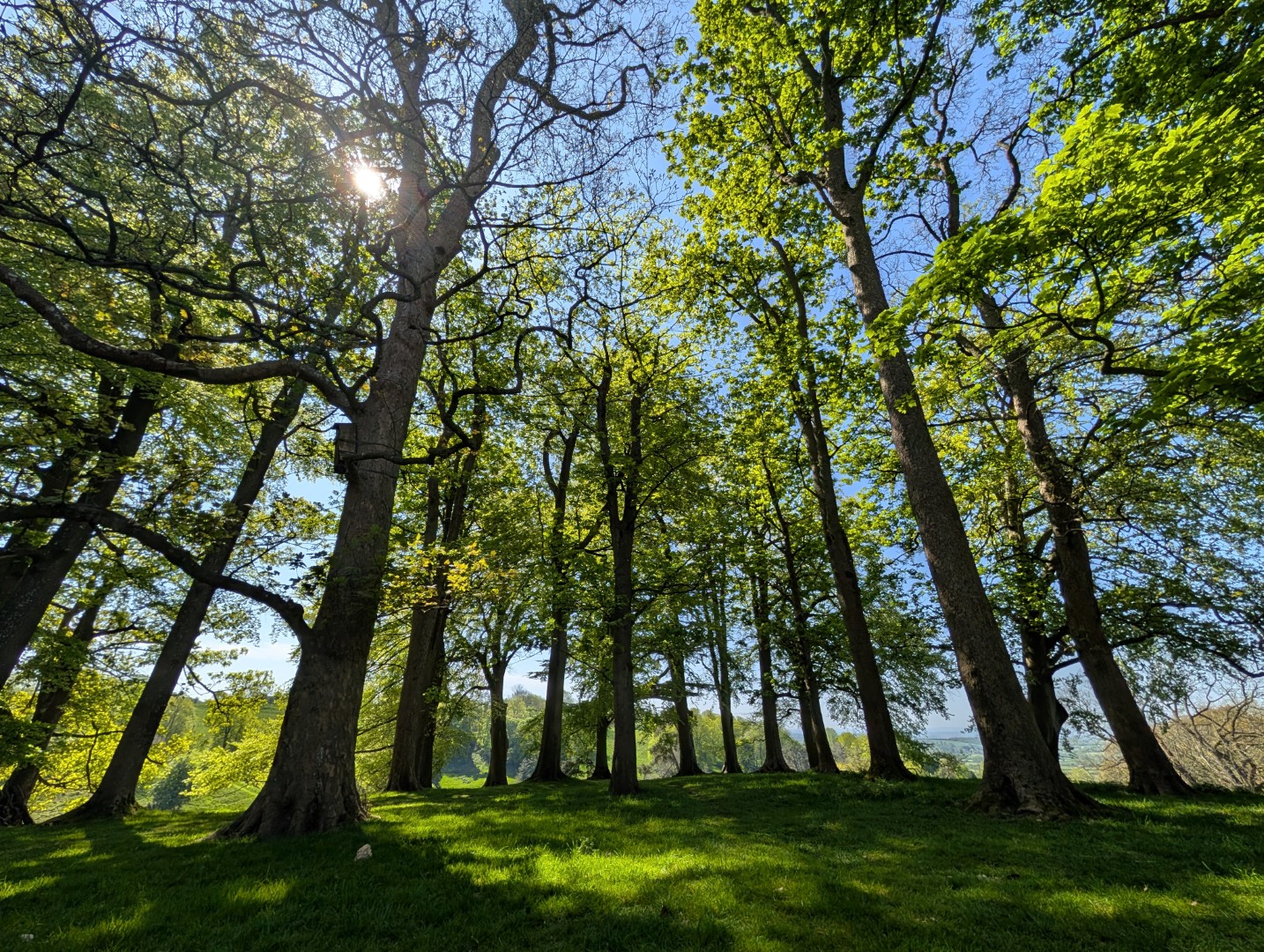 Xiaomi 17 Ultra HDR woods ultrawide