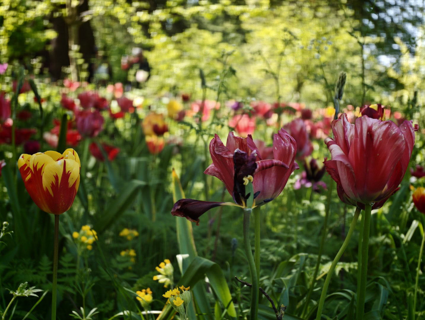 Xiaomi 17 Ultra flowers color