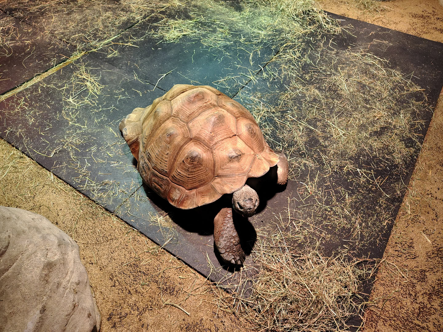 motorola moto g stylus 2026 primary camera sample 14