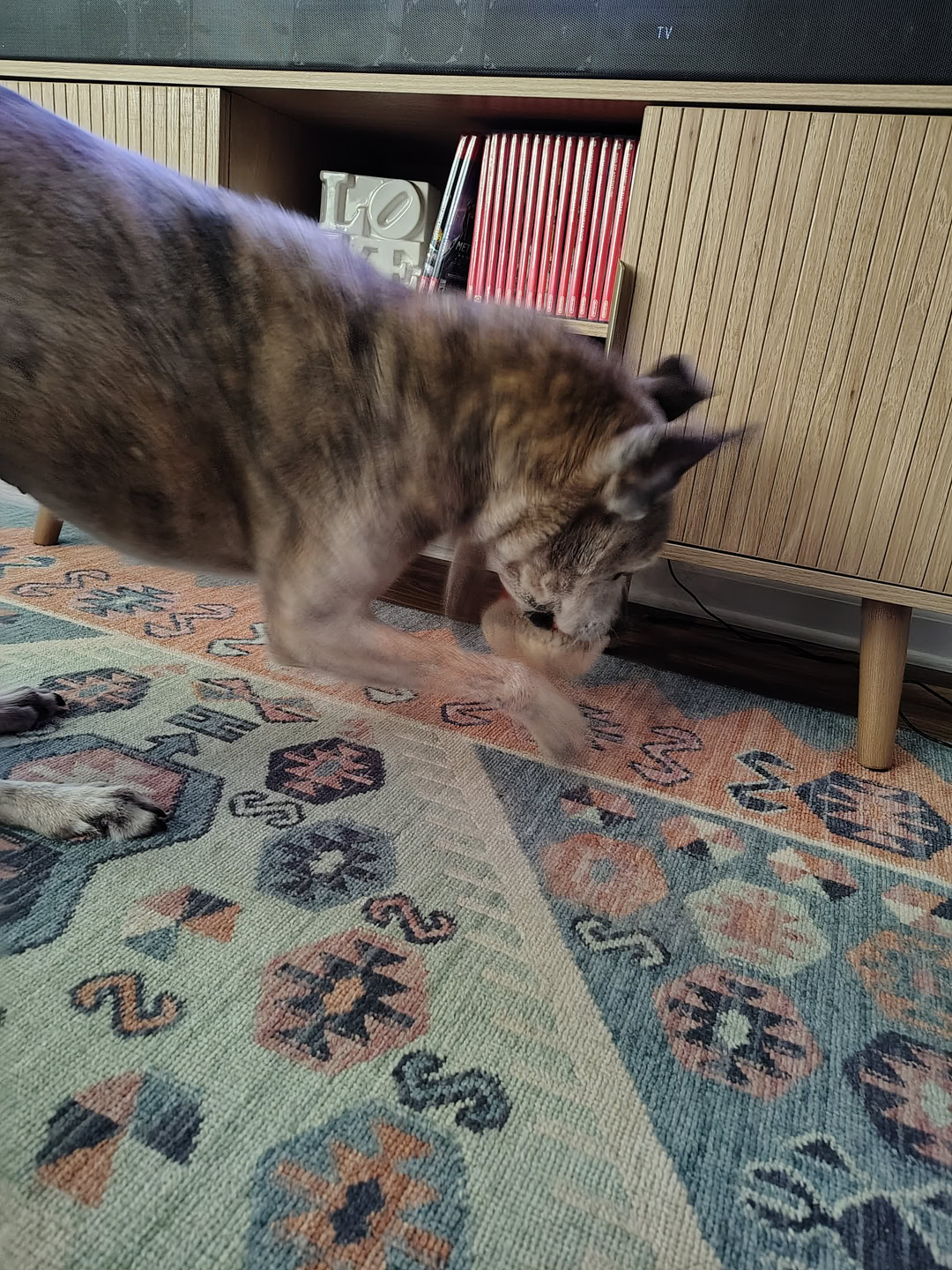 motorola moto g stylus 2026 primary camera sample 17