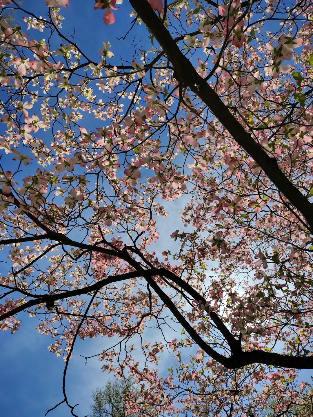 motorola moto g stylus 2026 primary camera sample 4