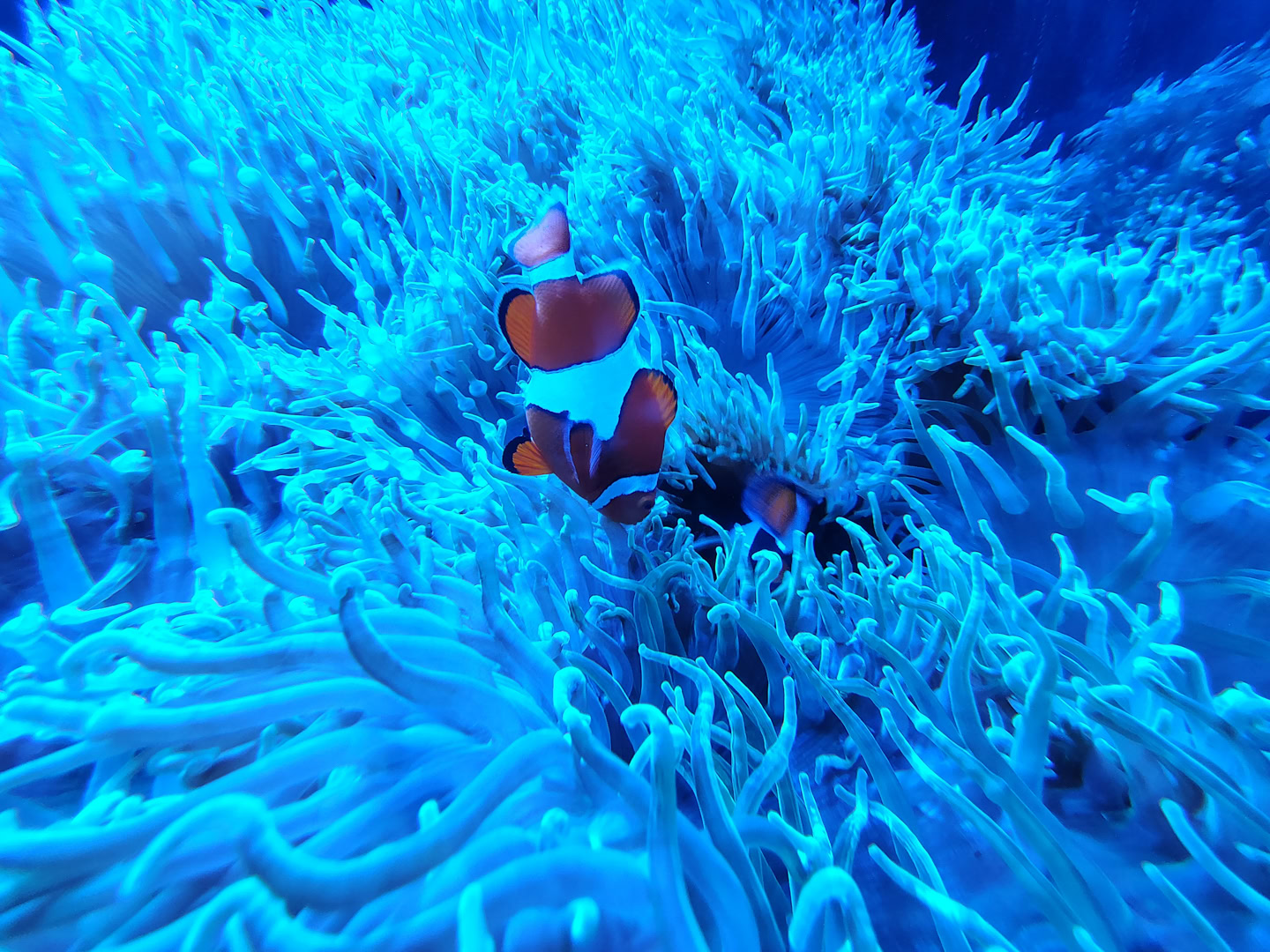 motorola moto g stylus 2026 wide camera sample 7