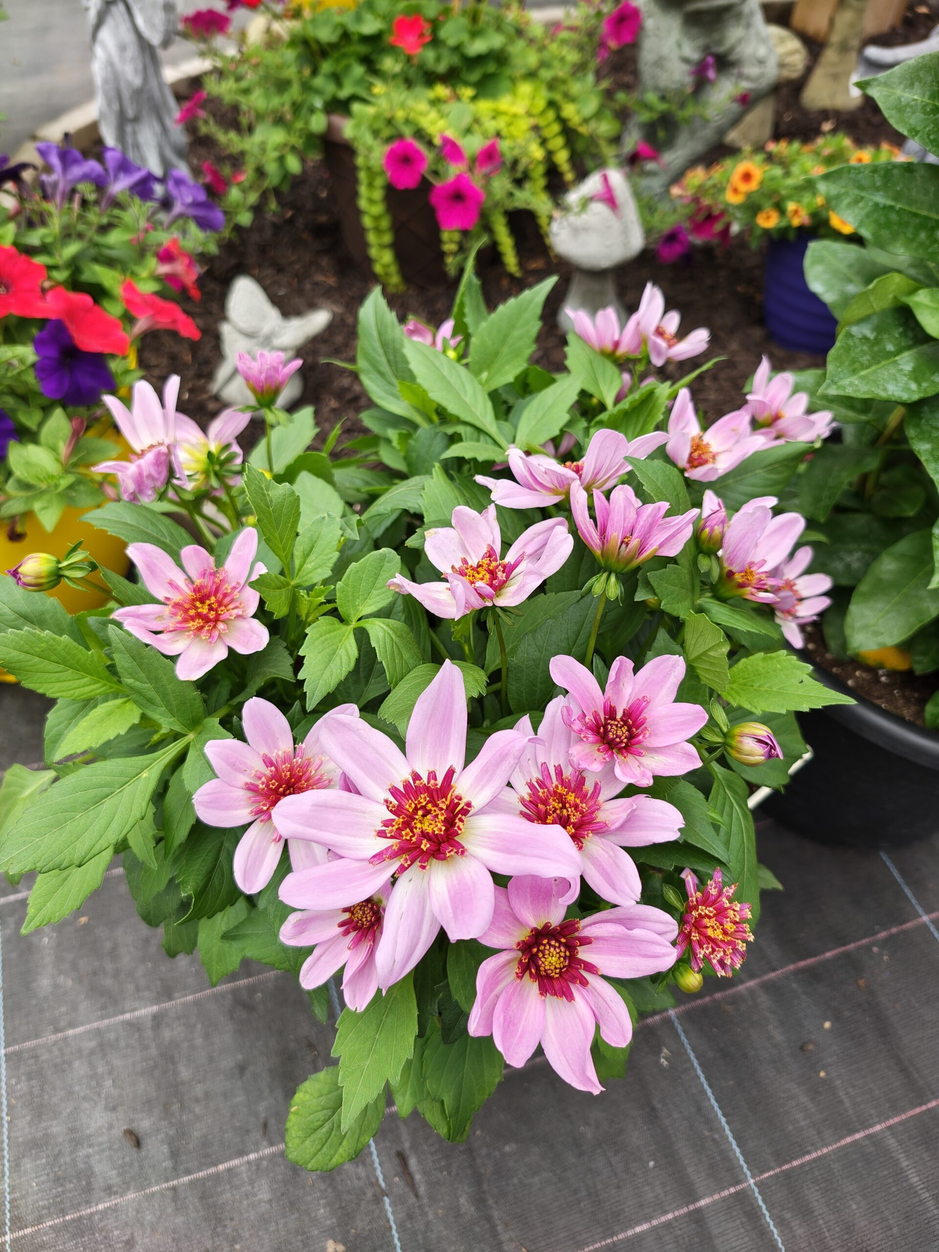 Photo of pink flowers, taken with the Motorola Razr Fold.