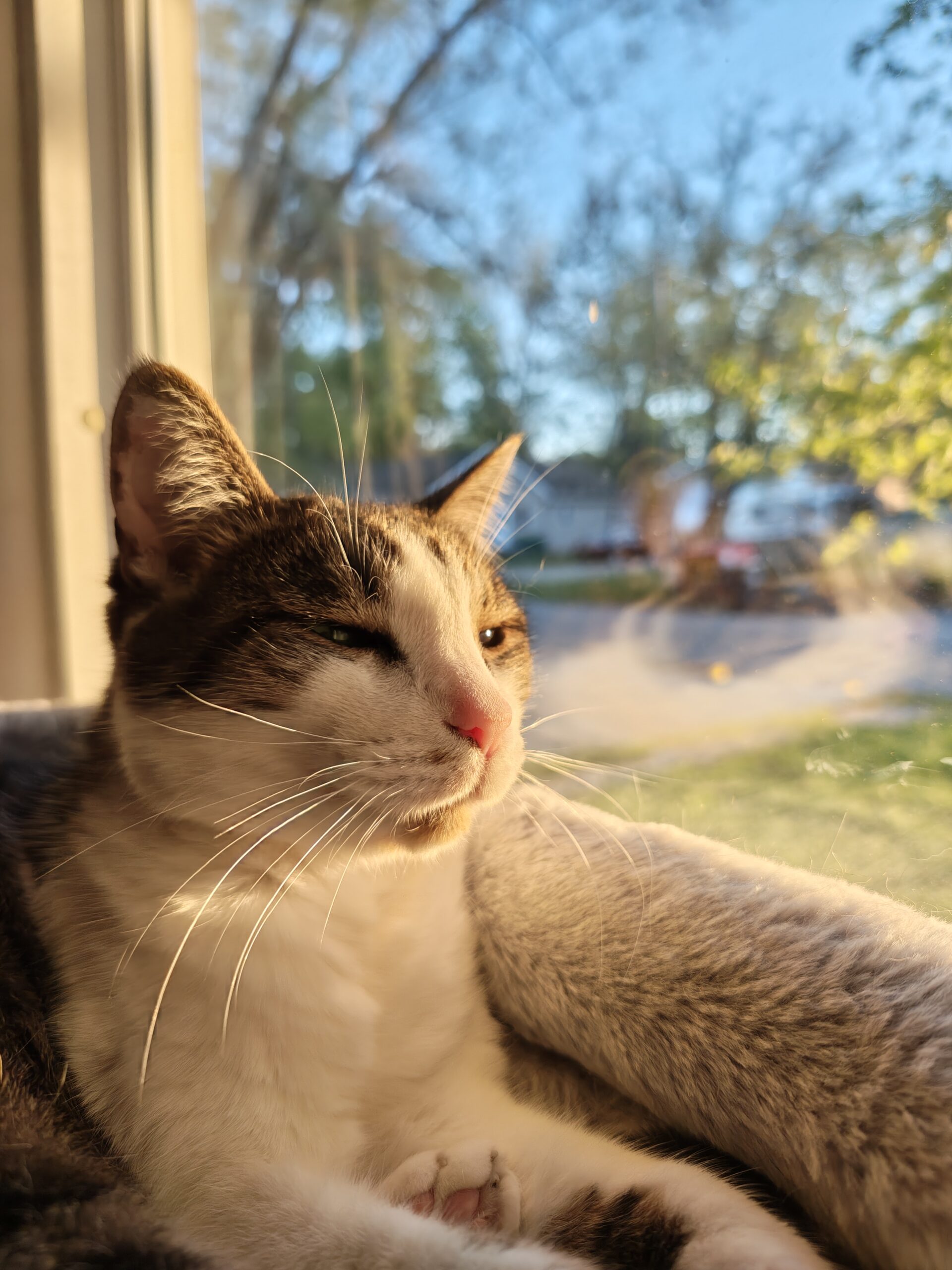 Photo of a cat in the sunshine by a window, taken with the Motorola Razr Fold.