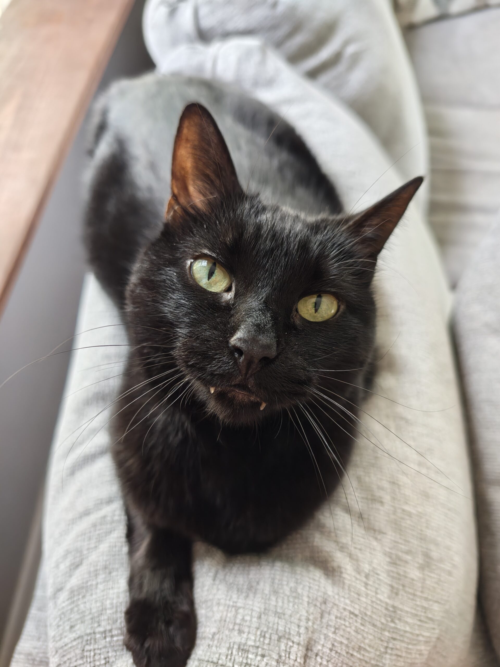 Photo of a black cat sitting on a couch, taken with the Motorola Razr Fold.