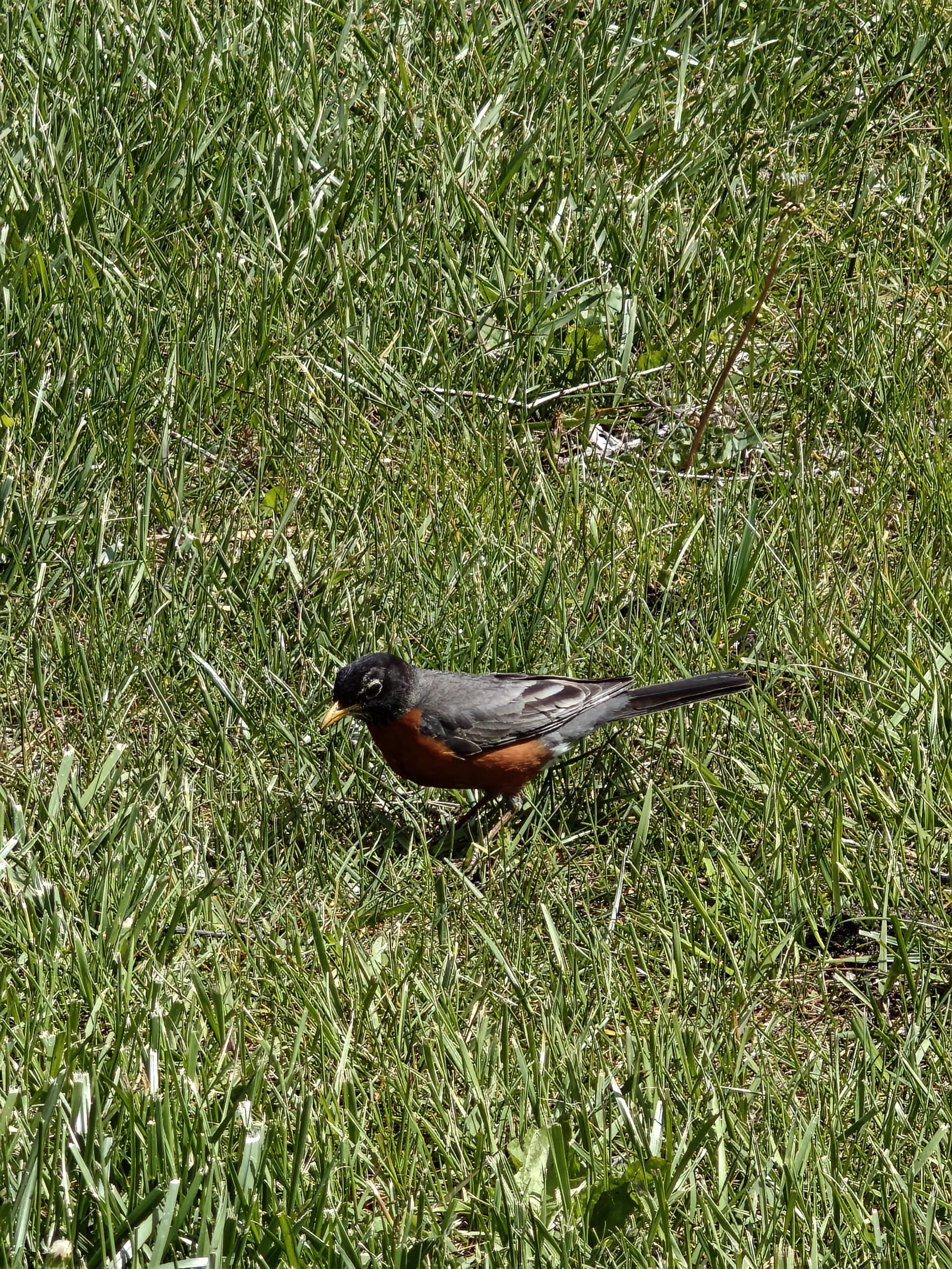 Photo of a robin, taken with the Motorola Razr Fold.