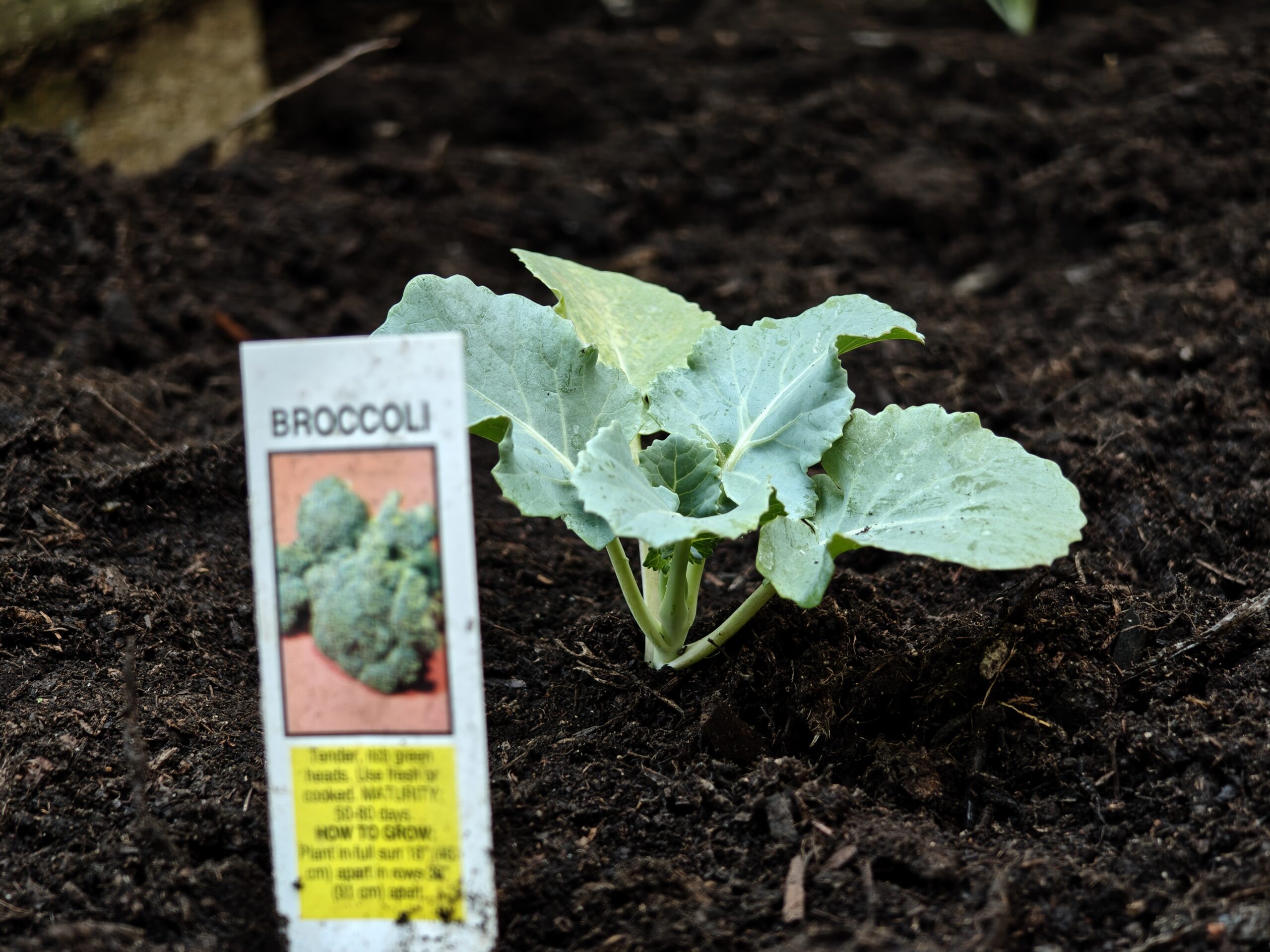 Photo of a broccoli plant, taken with the Motorola Razr Fold.