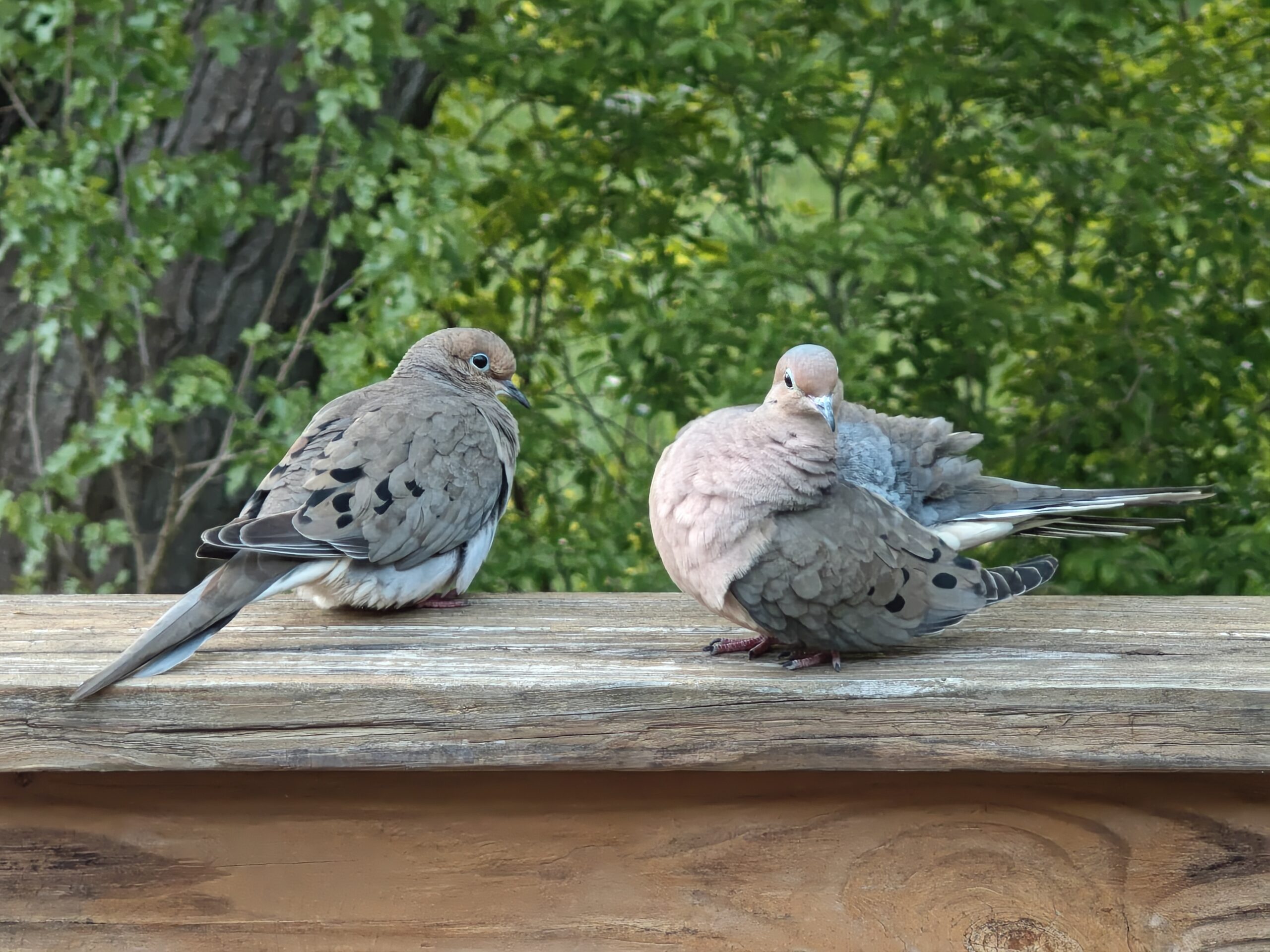 Photo of two mourning doves, taken with the Motorola Razr Fold.