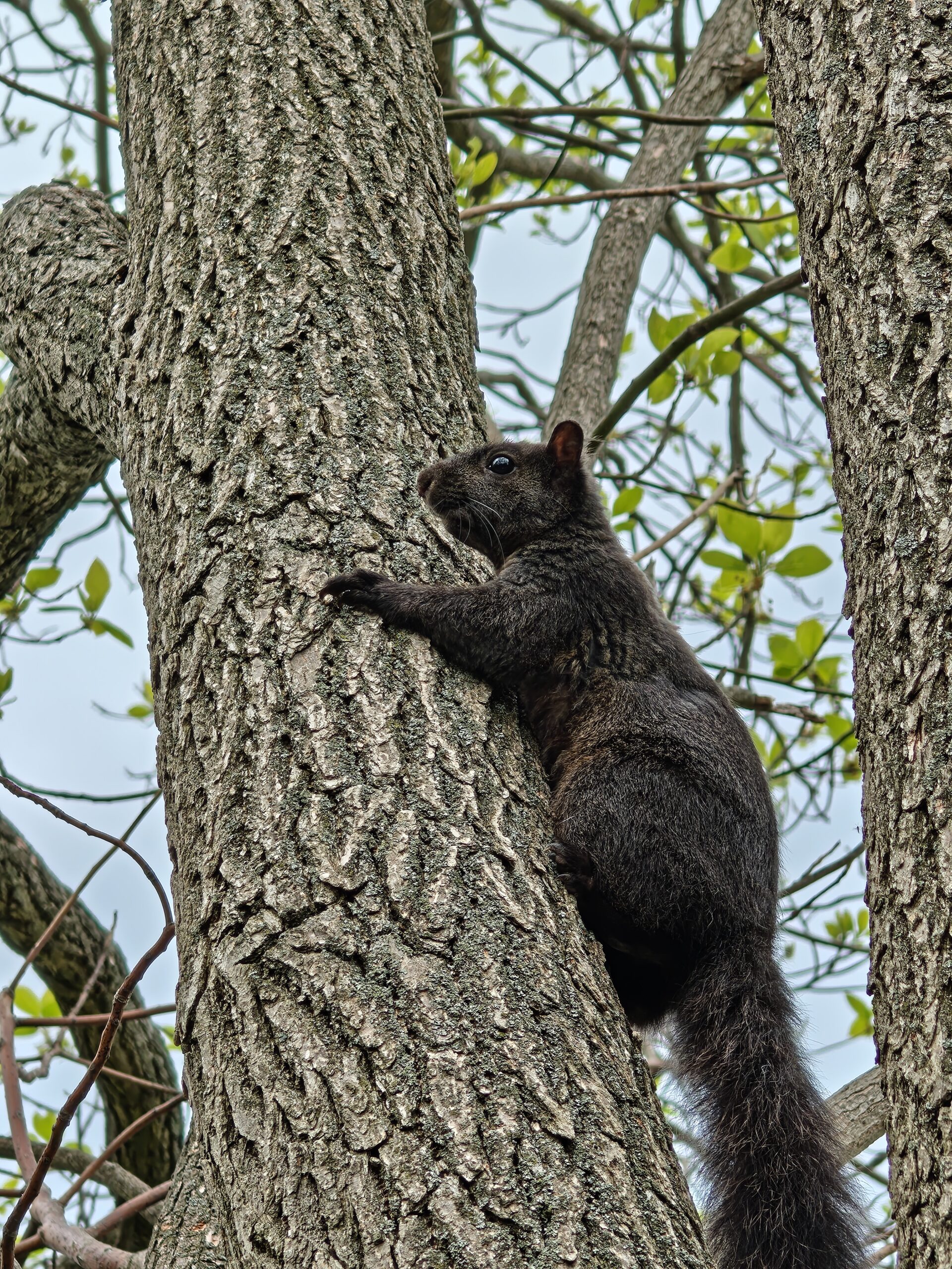 Photo of a black squirrel, taken with the Motorola Razr Fold.