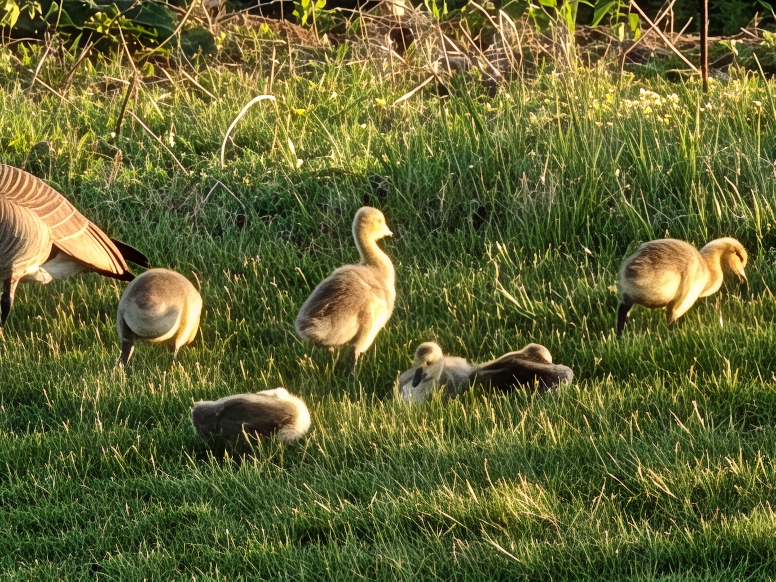 Photo of baby geese, taken with the Motorola Razr Fold.