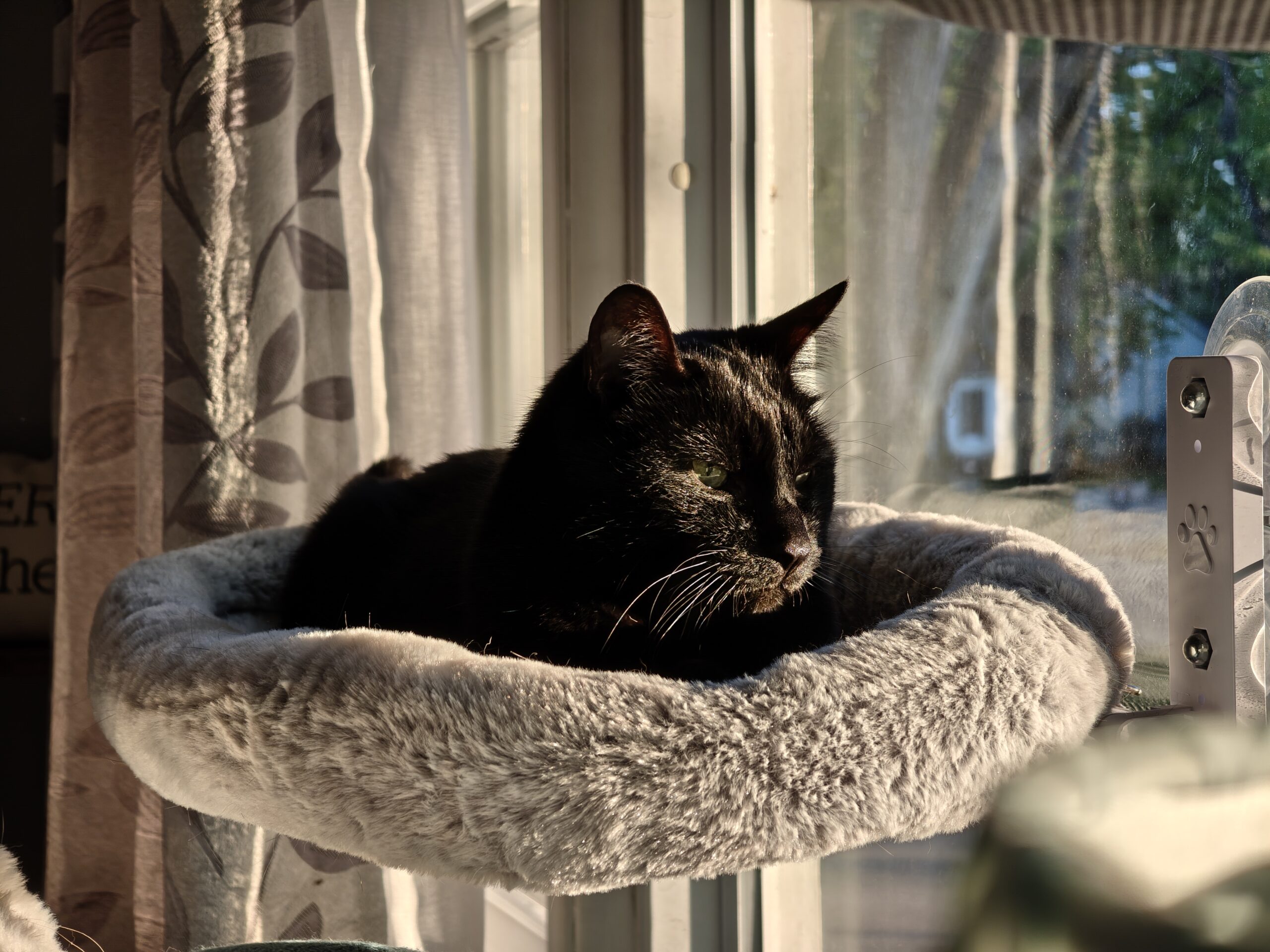 Photo of a black cat, taken with the Motorola Razr Fold.