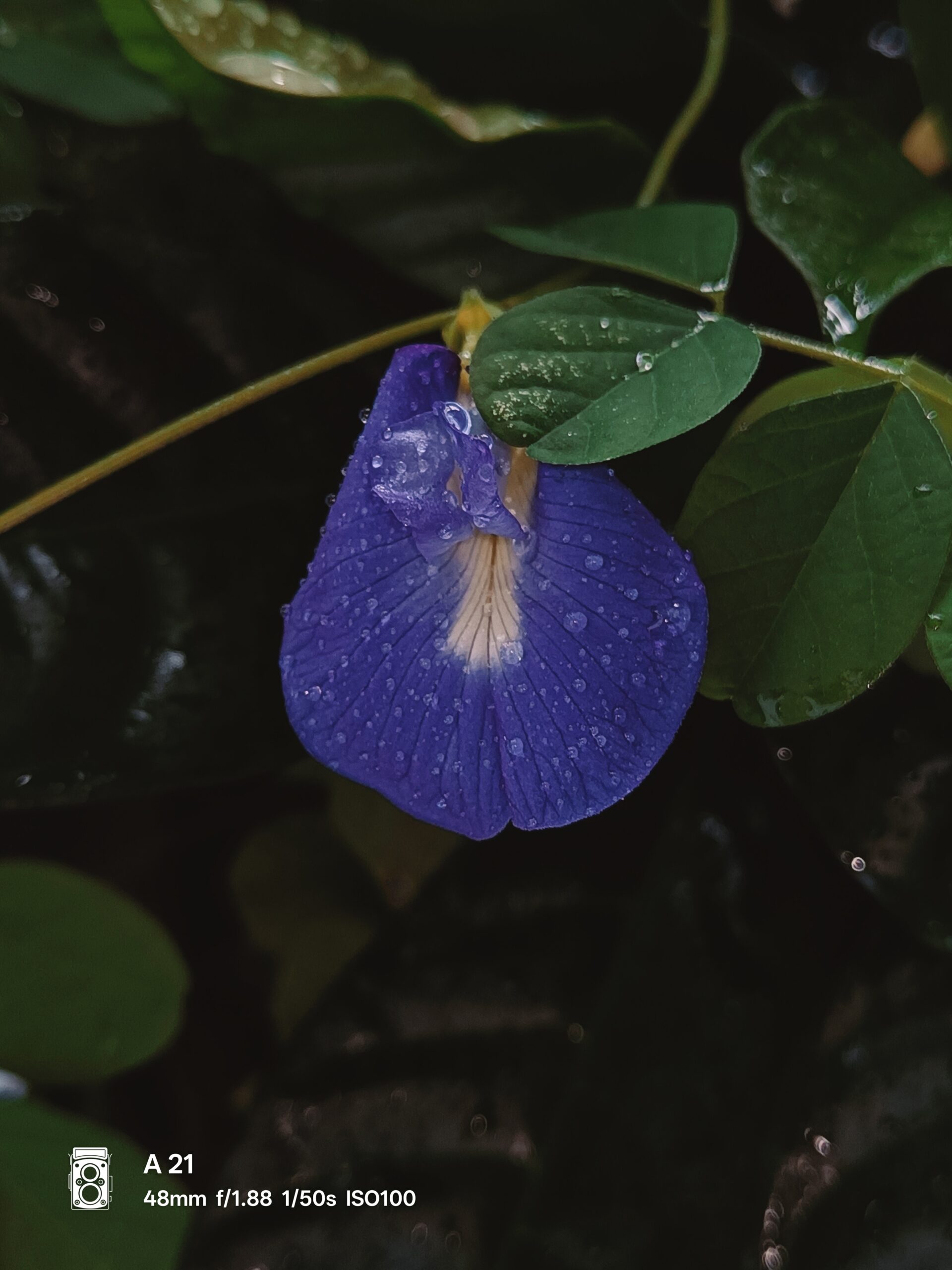 Oplus 16908288