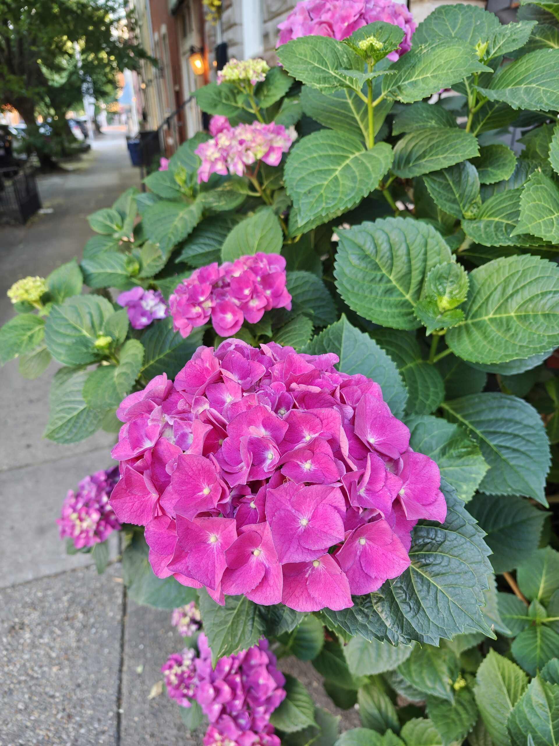 Motorola Razr Ultra 2026 Hydrangea 1x zoom