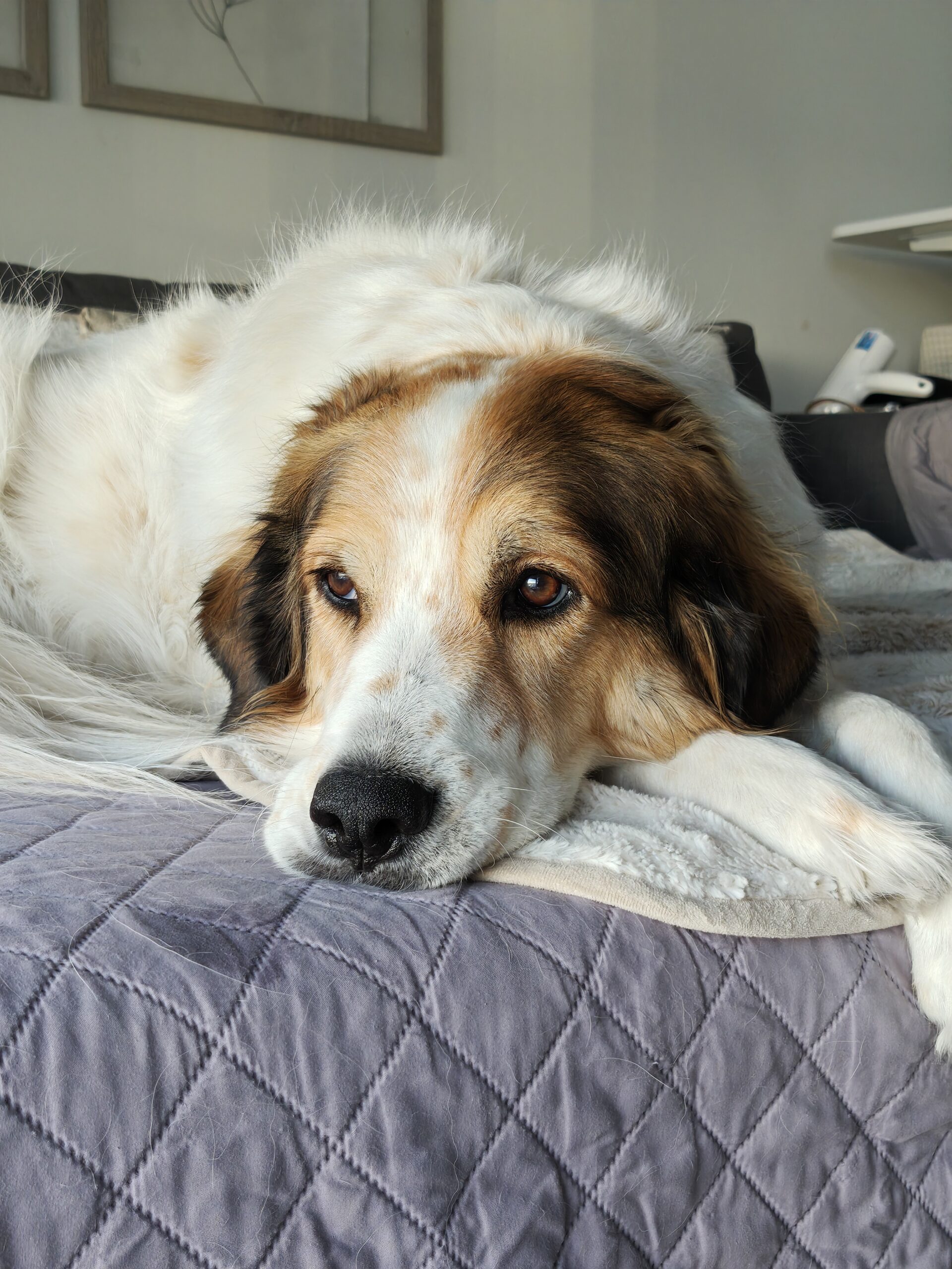 Motorola Razr Ultra 2026 dog 4x