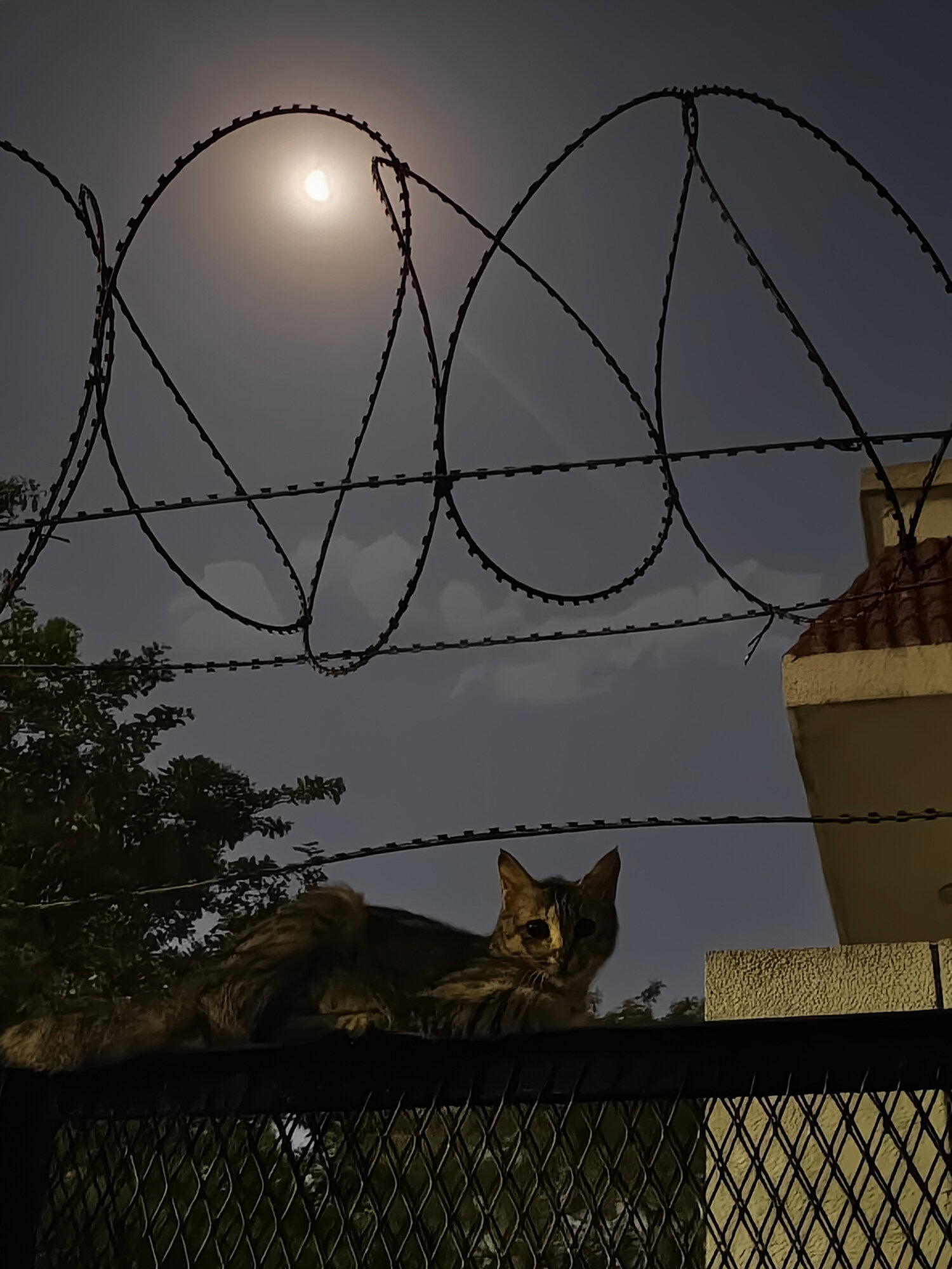 Vivo X300 FE night