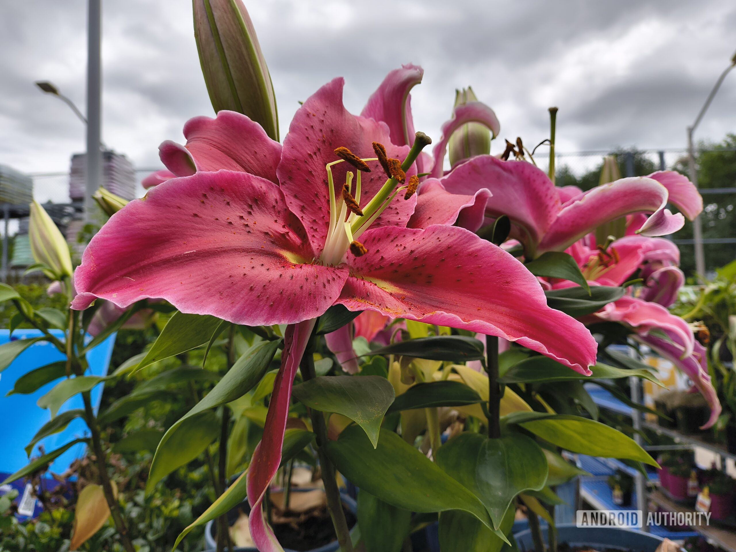 Motorola Razr 2026 photo pink flower cloudy day