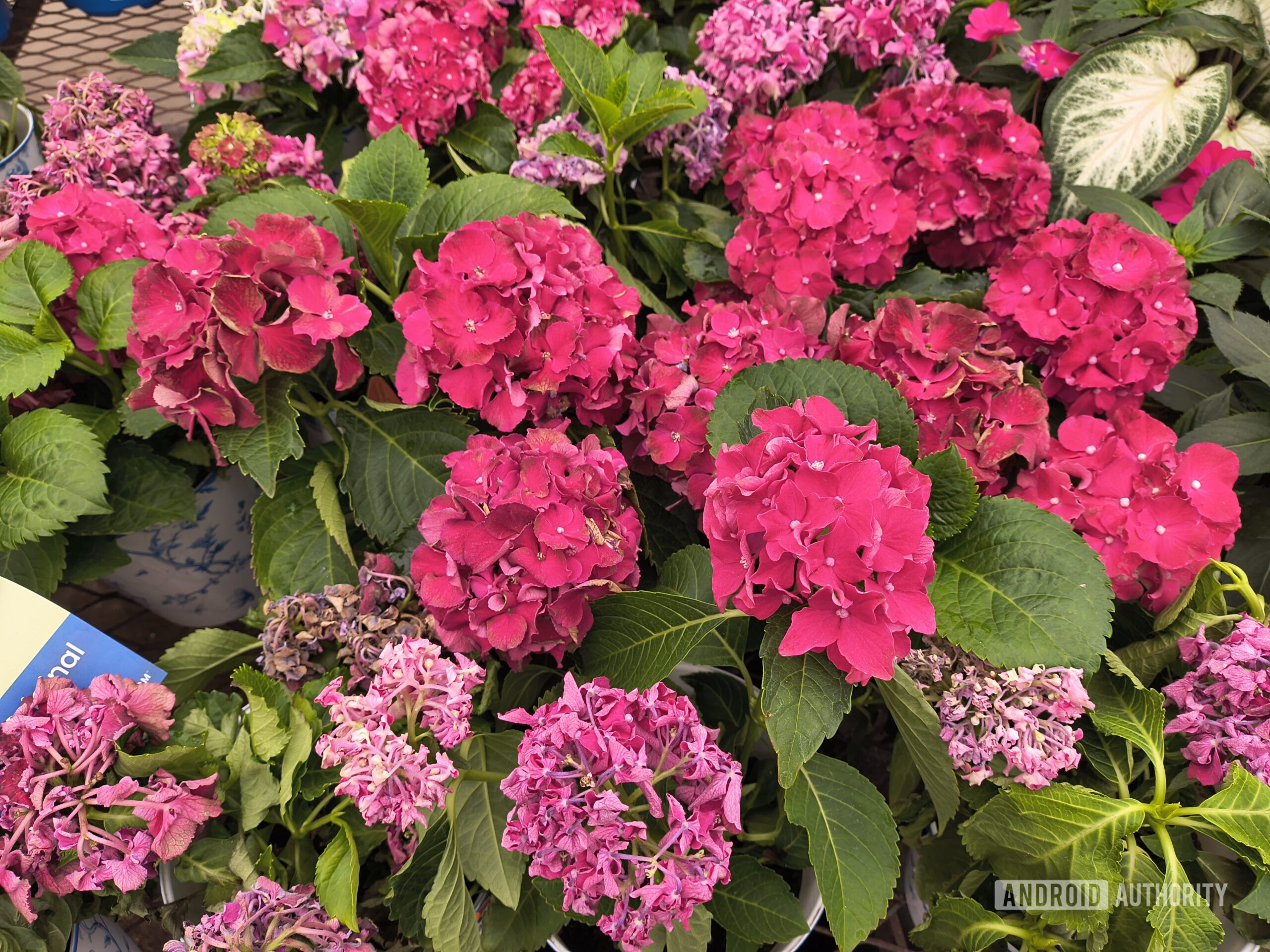 Motorola Razr 2026 photo pink flowers