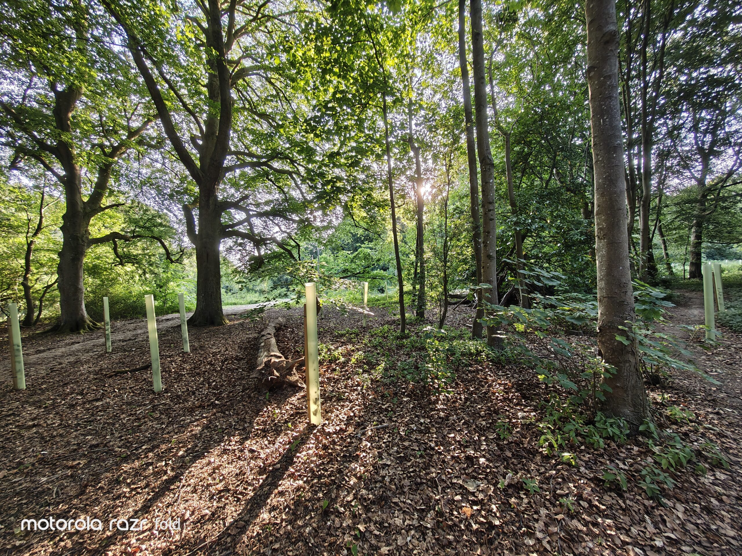 Razr Fold Forest