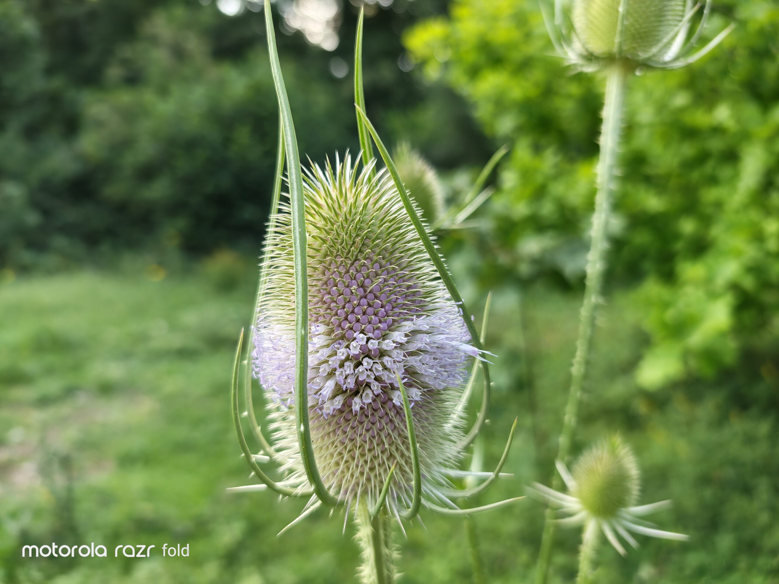 Razr Fold flower close